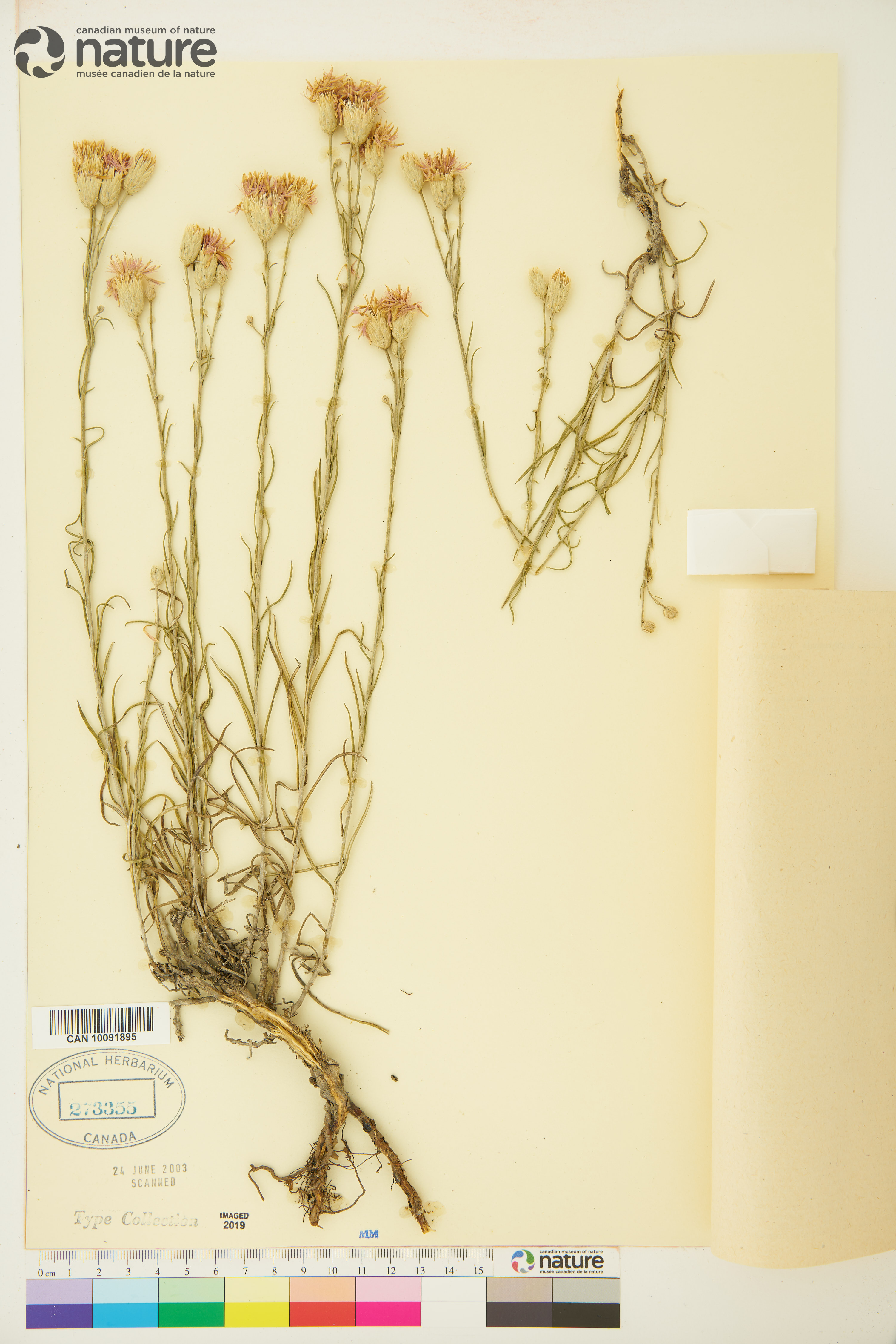 Jurinea stoechadifolia image