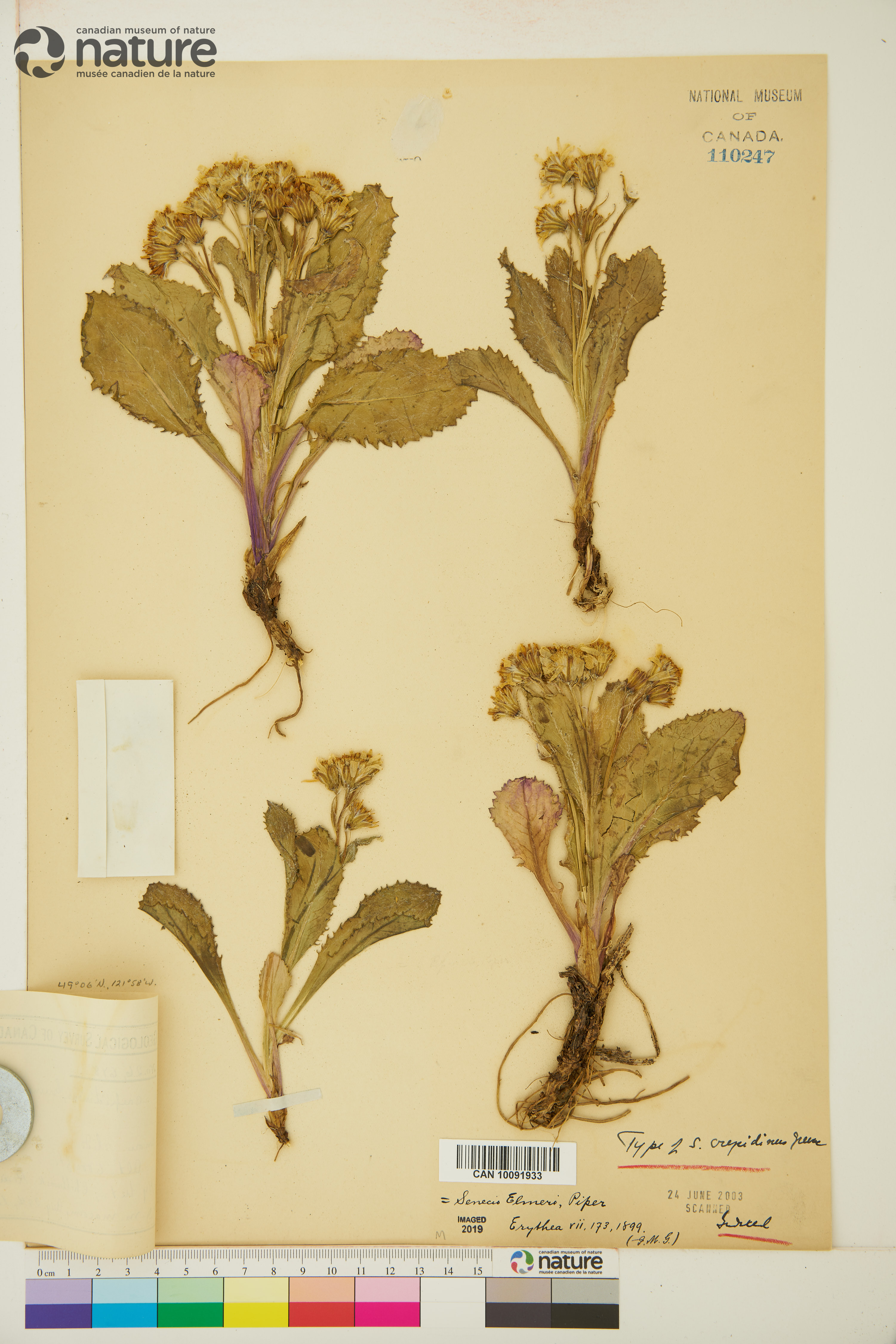 Senecio elmeri image