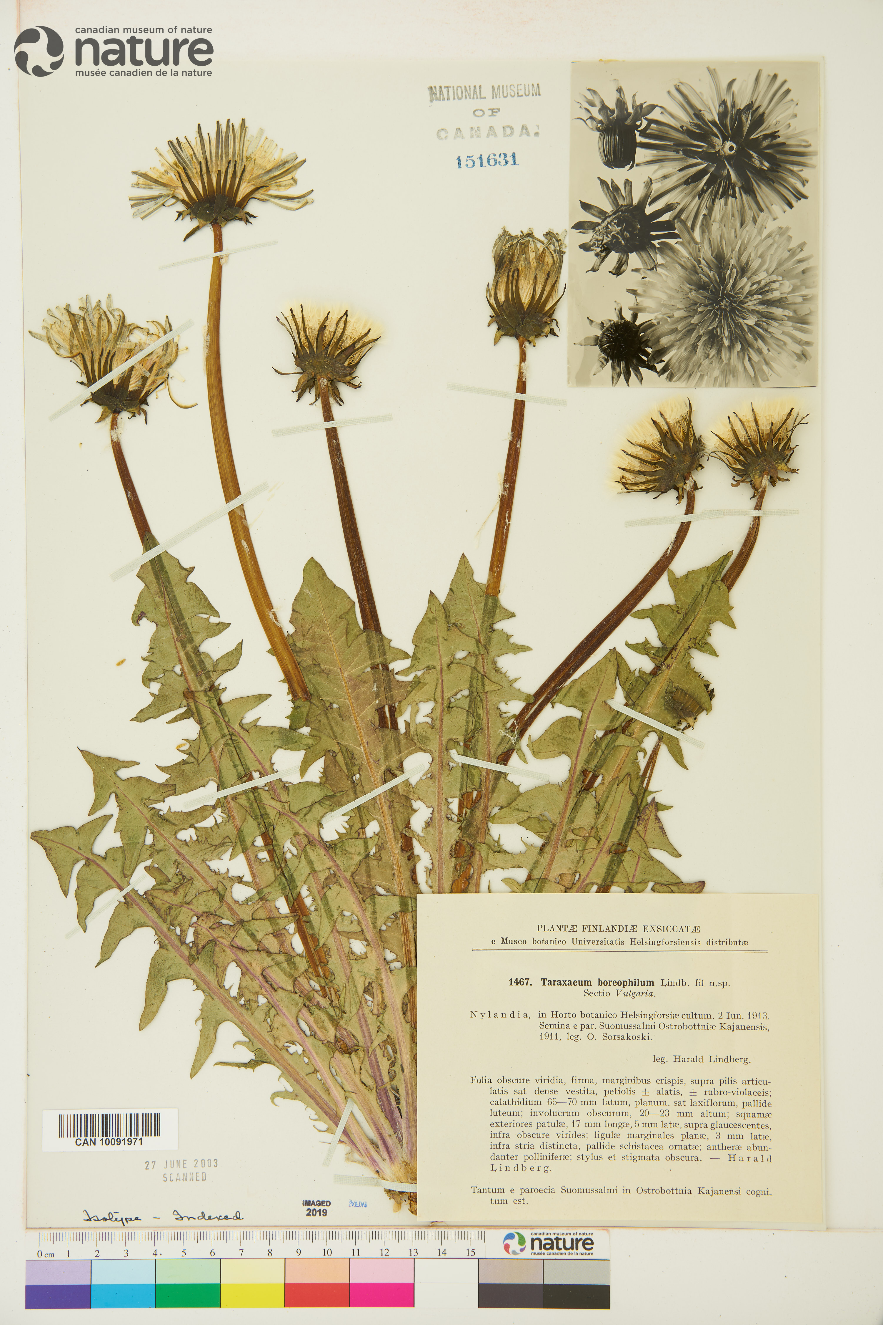 Taraxacum boreophilum image