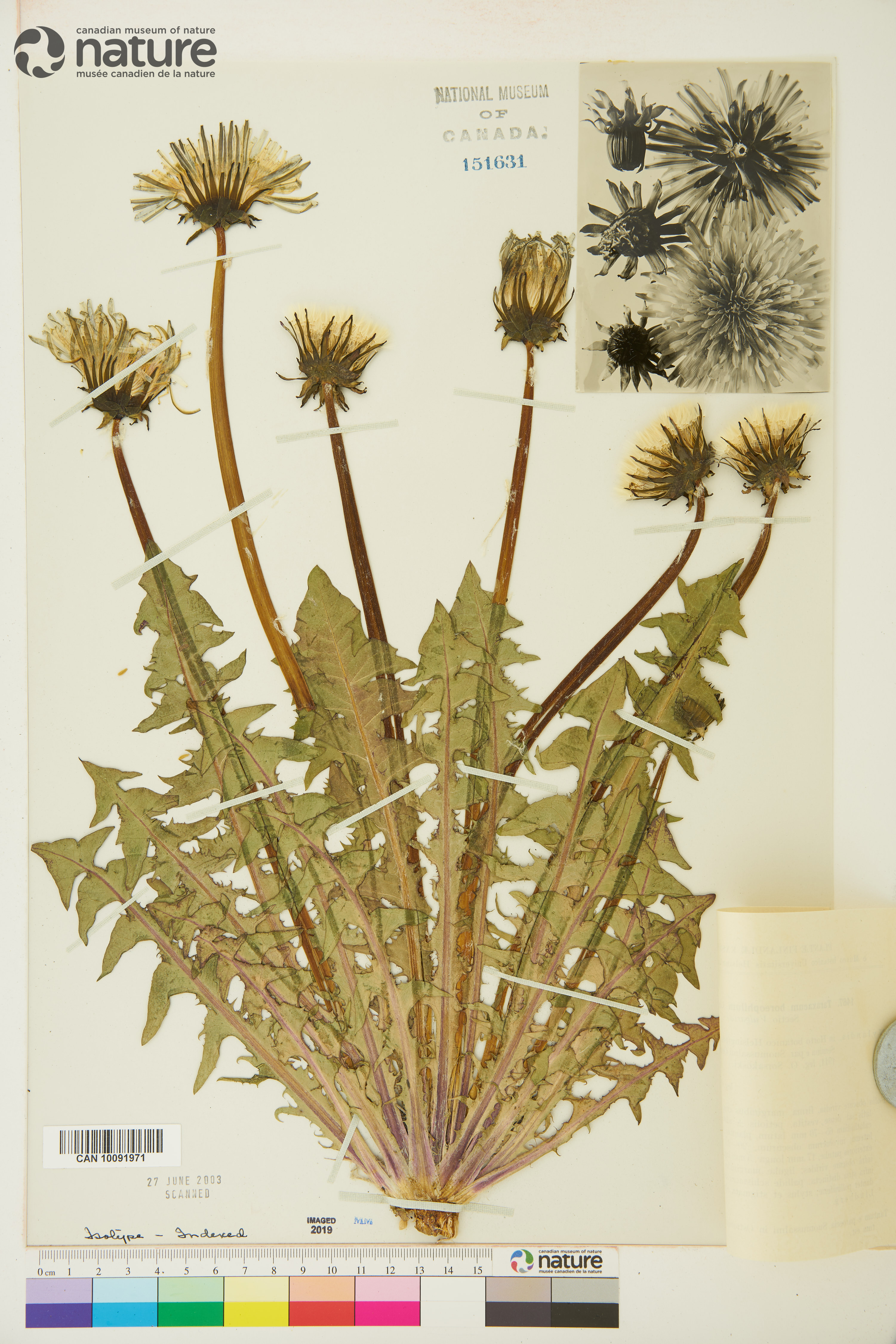 Taraxacum boreophilum image