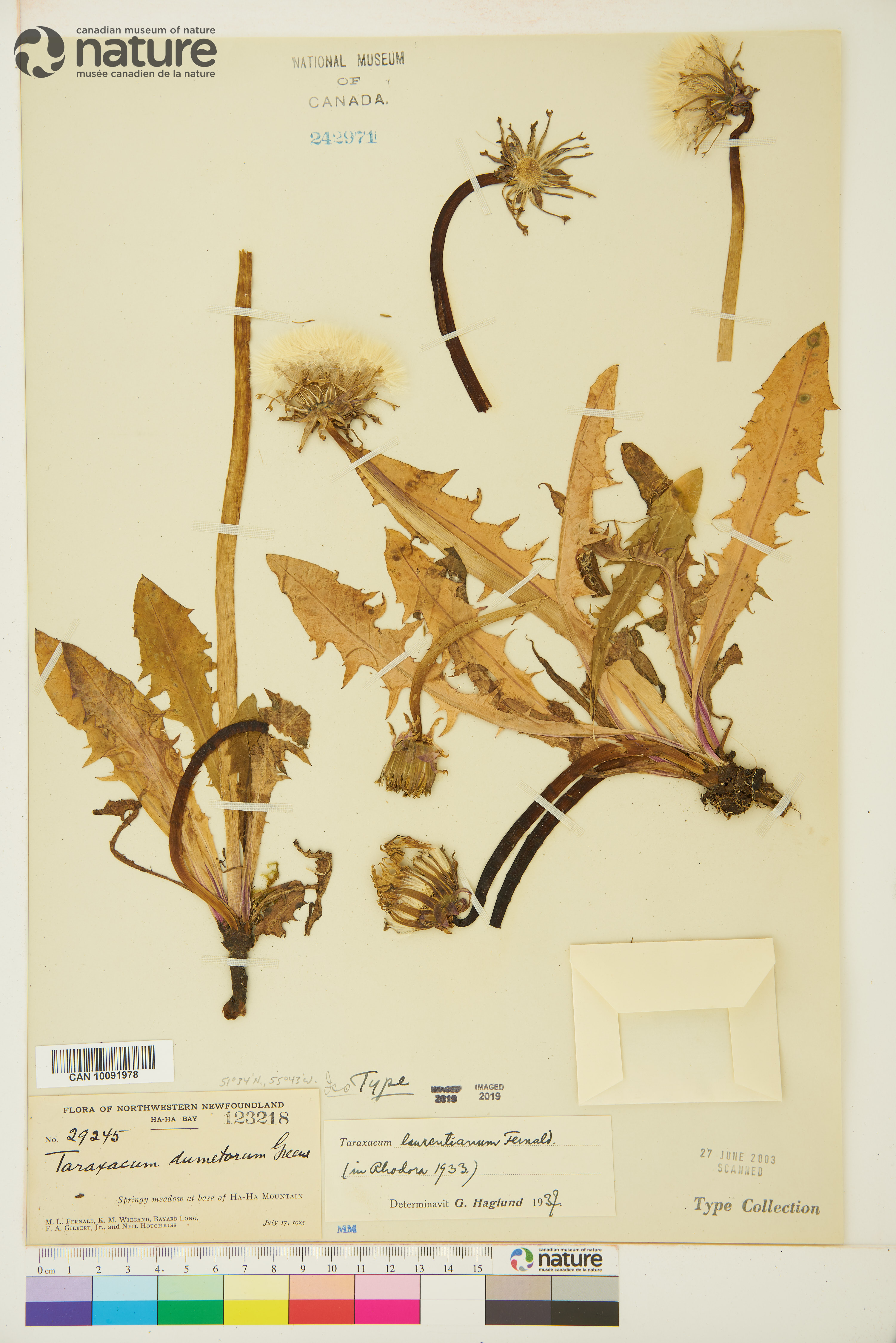 Taraxacum laurentianum image