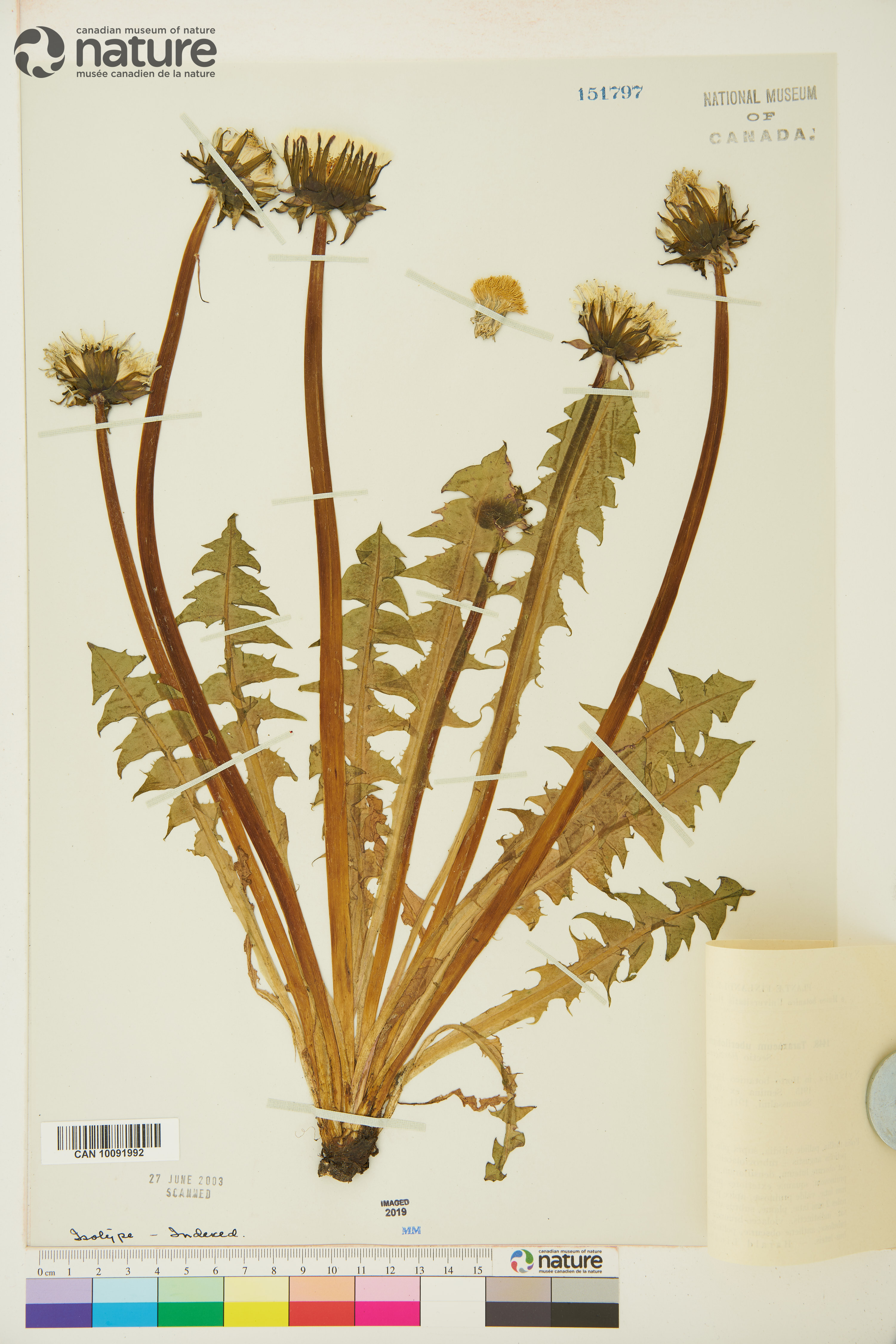 Taraxacum uberilobum image