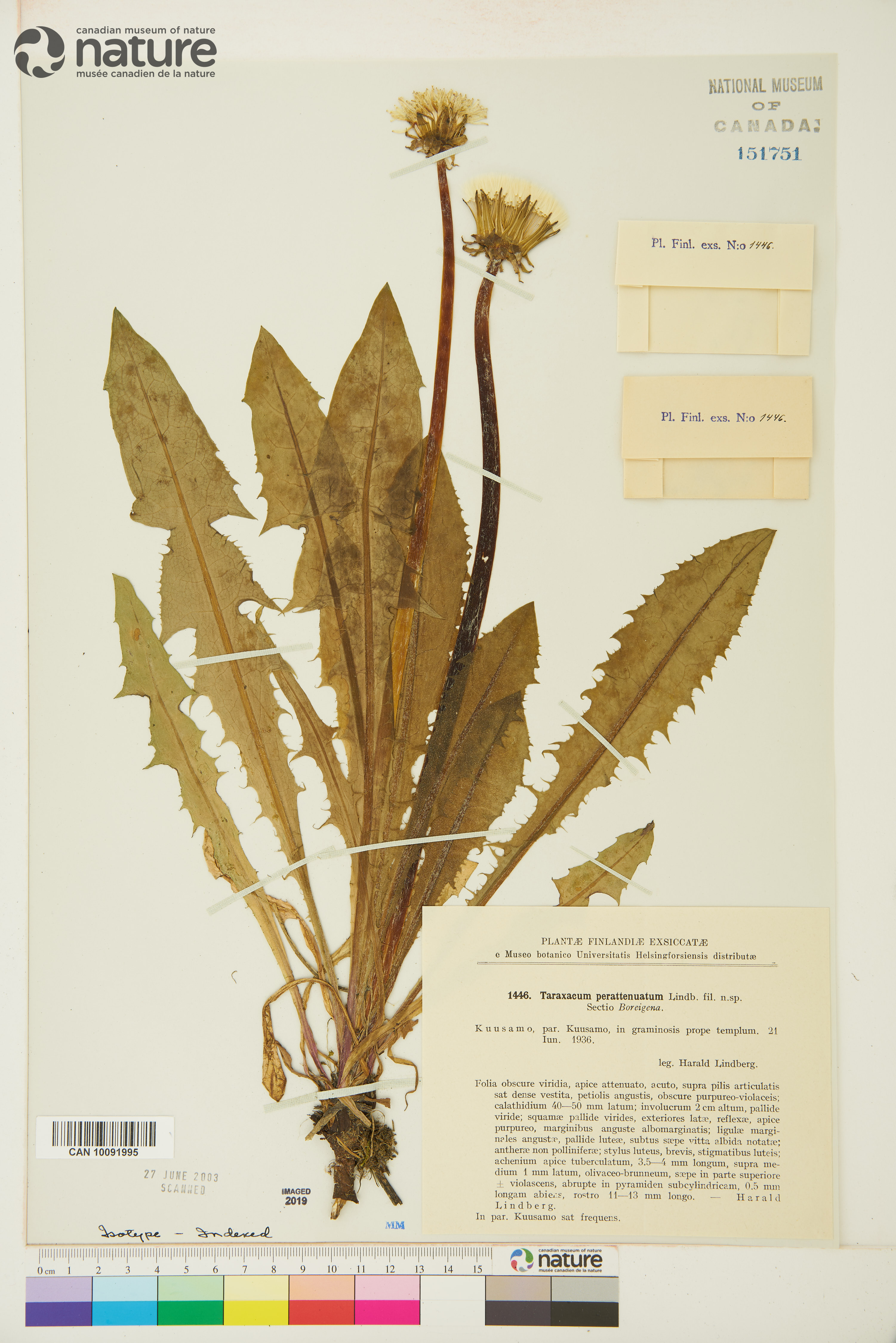 Taraxacum perattenuatum image