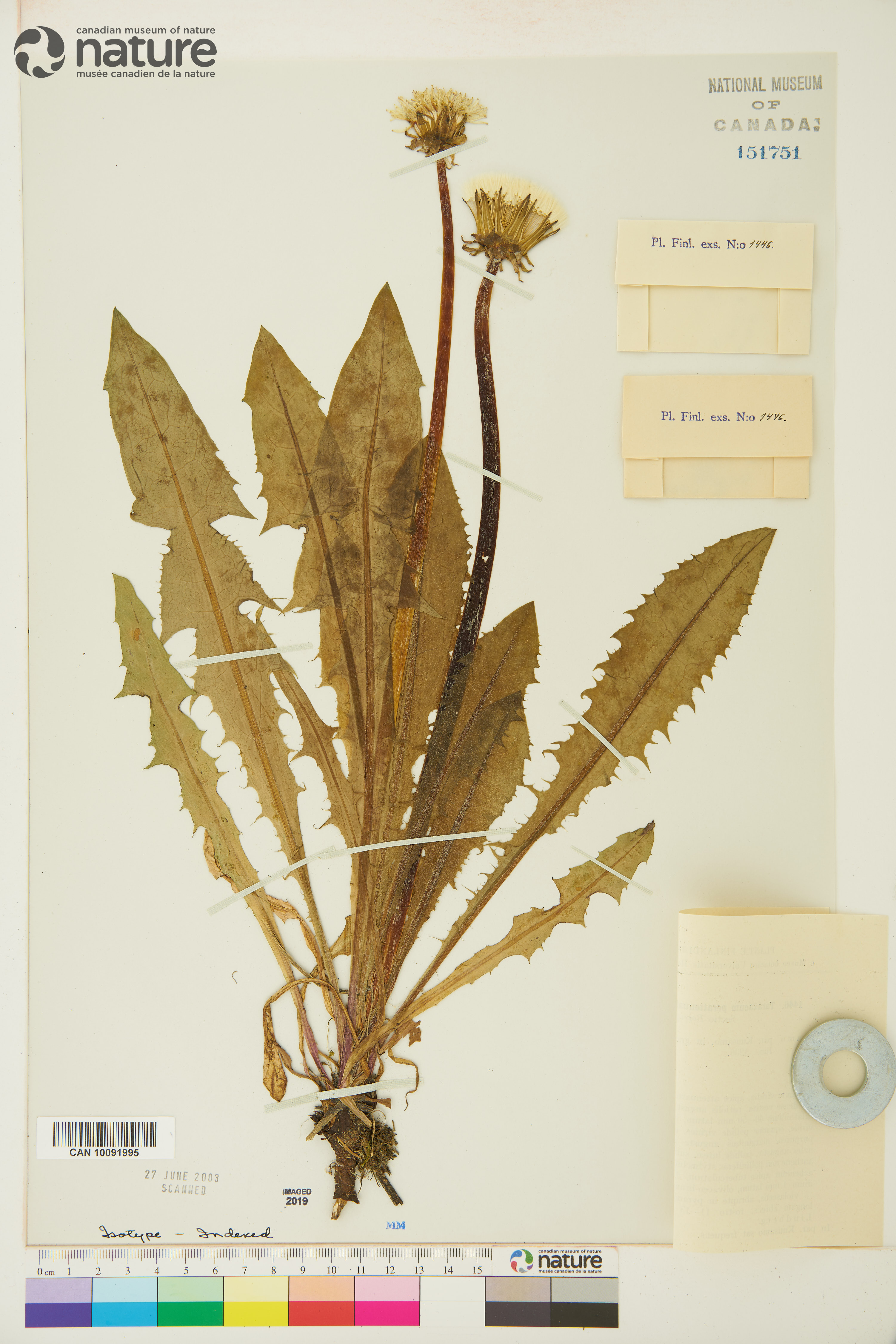 Taraxacum perattenuatum image