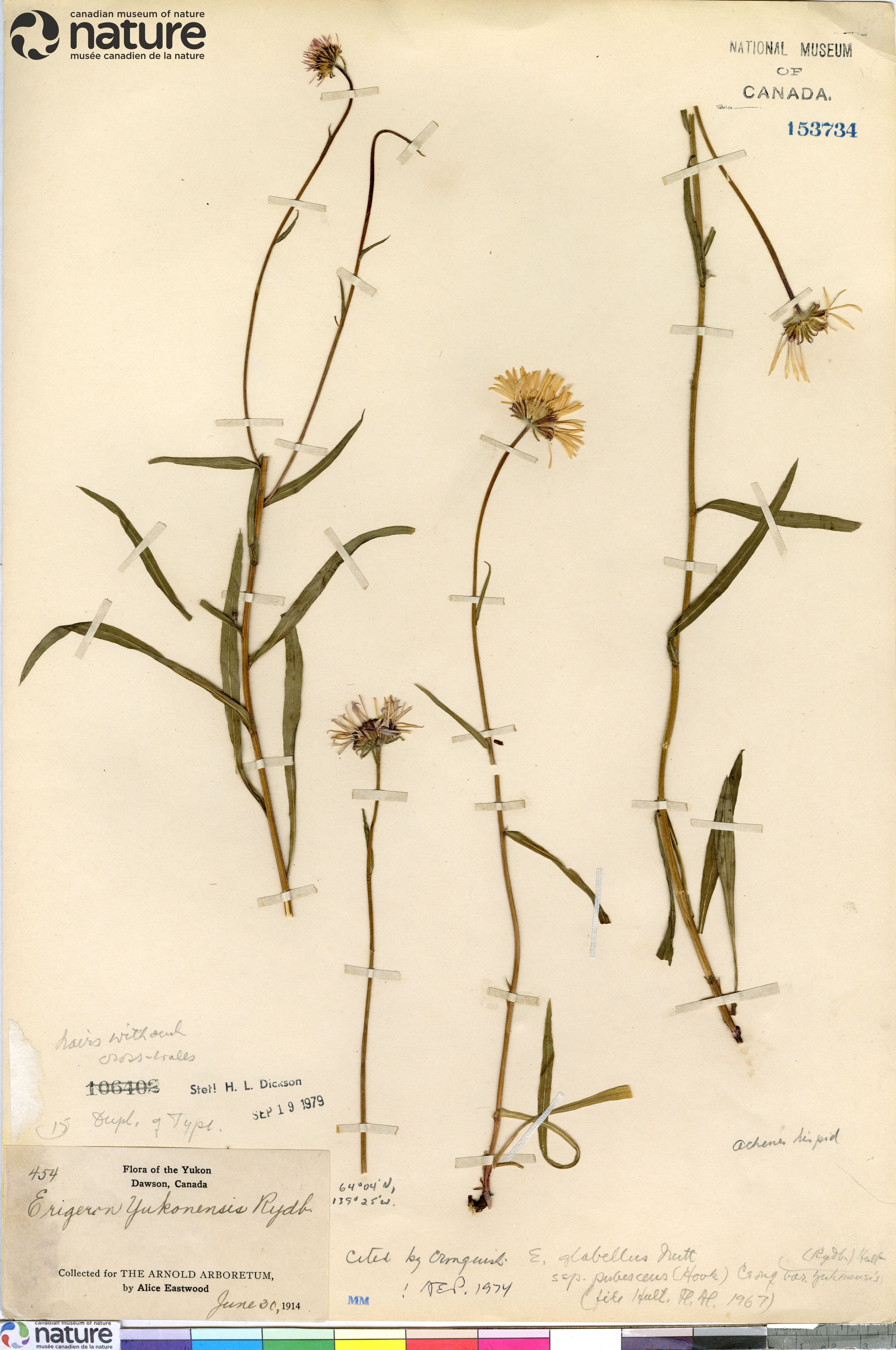 Erigeron yukonensis image