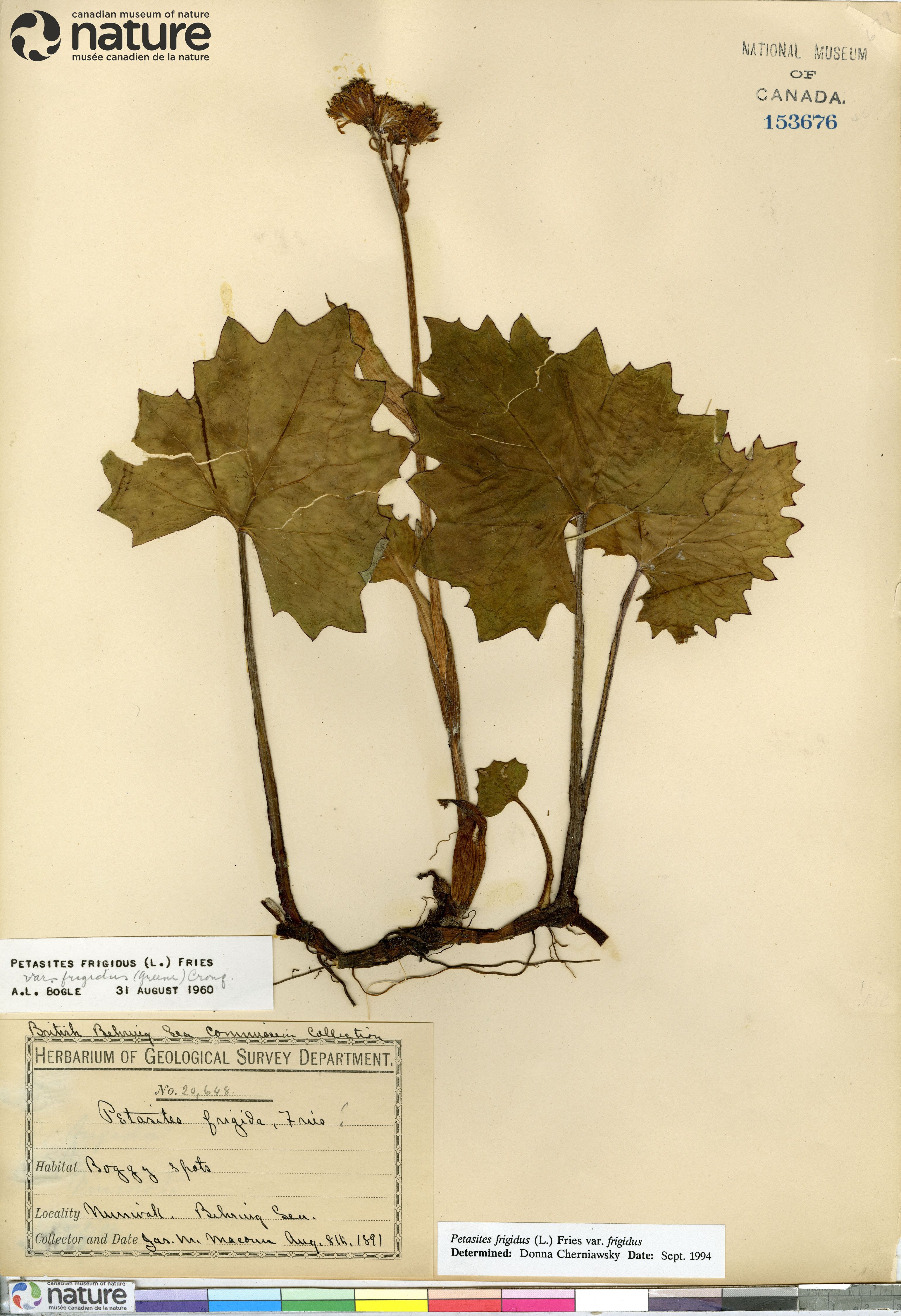 Petasites frigidus var. frigidus image
