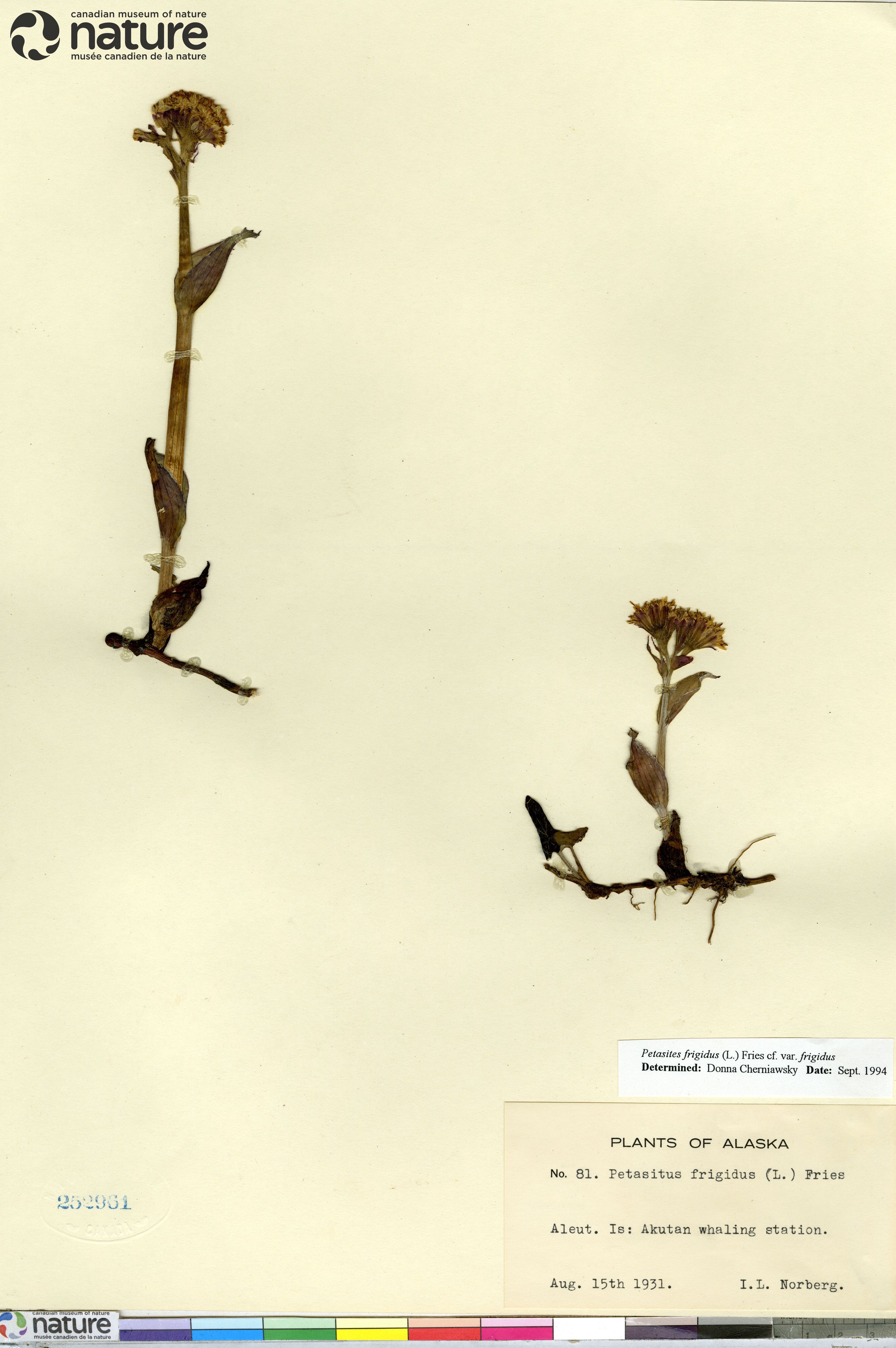 Petasites frigidus var. frigidus image