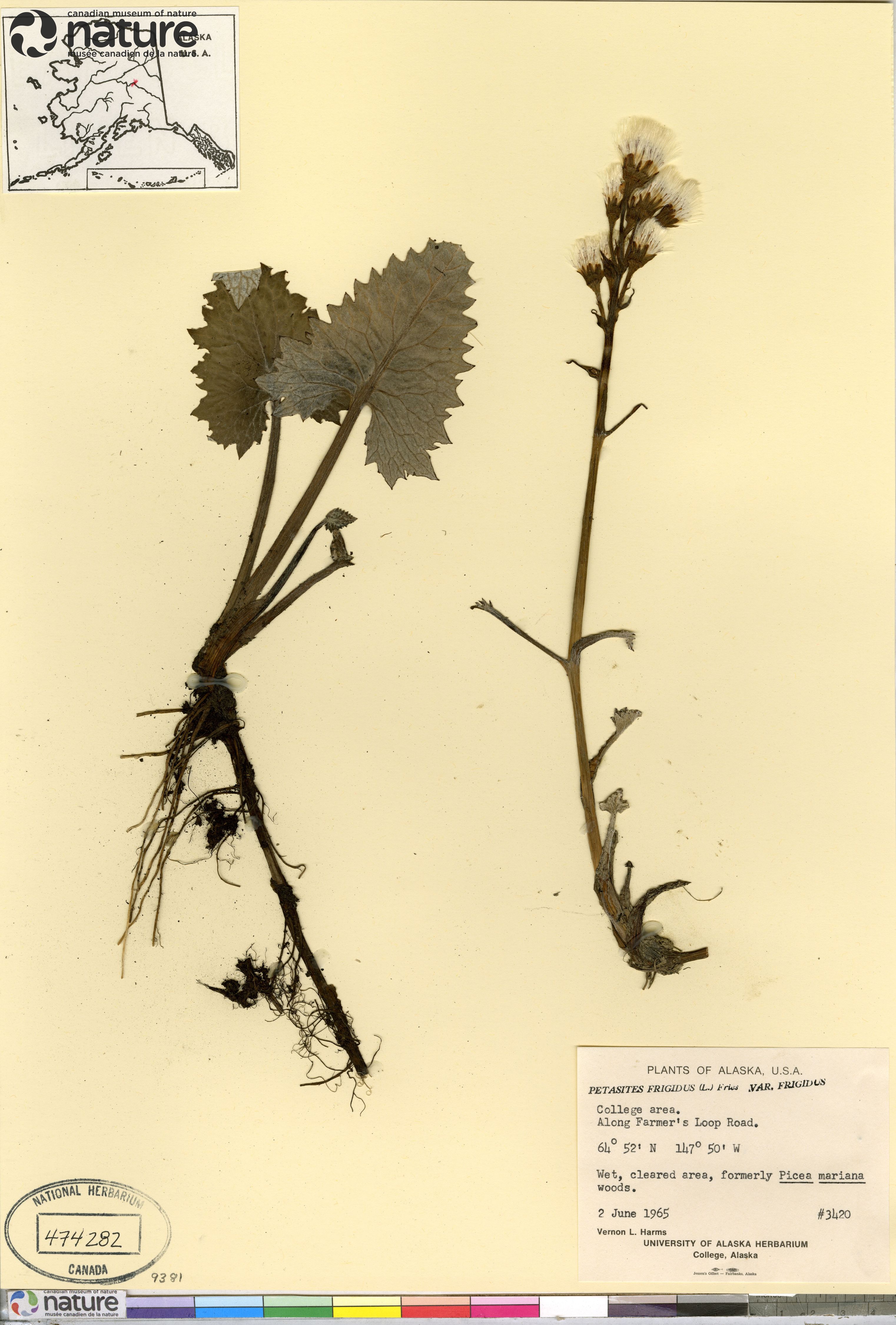 Petasites frigidus var. frigidus image