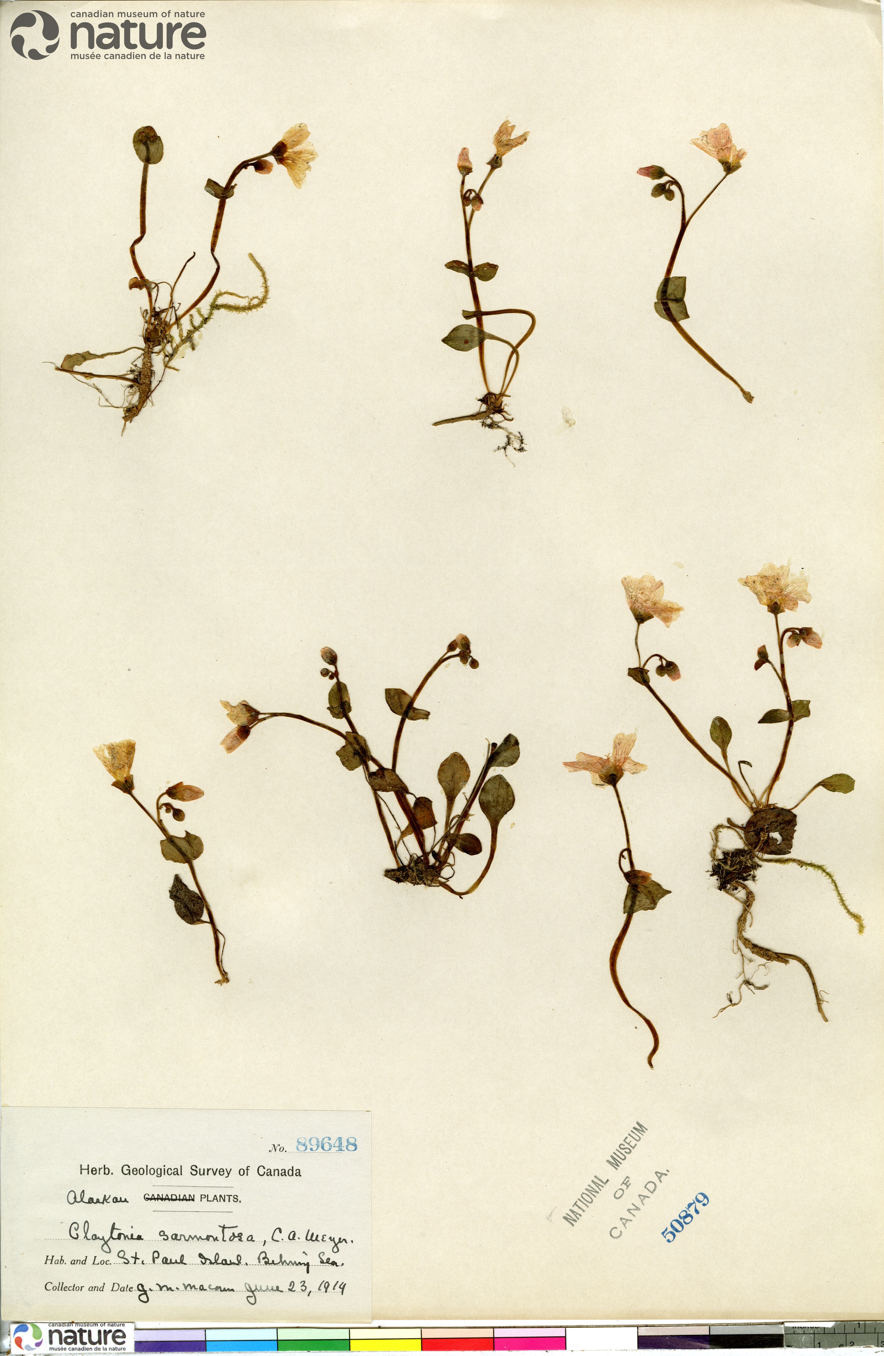 Claytonia sarmentosa image