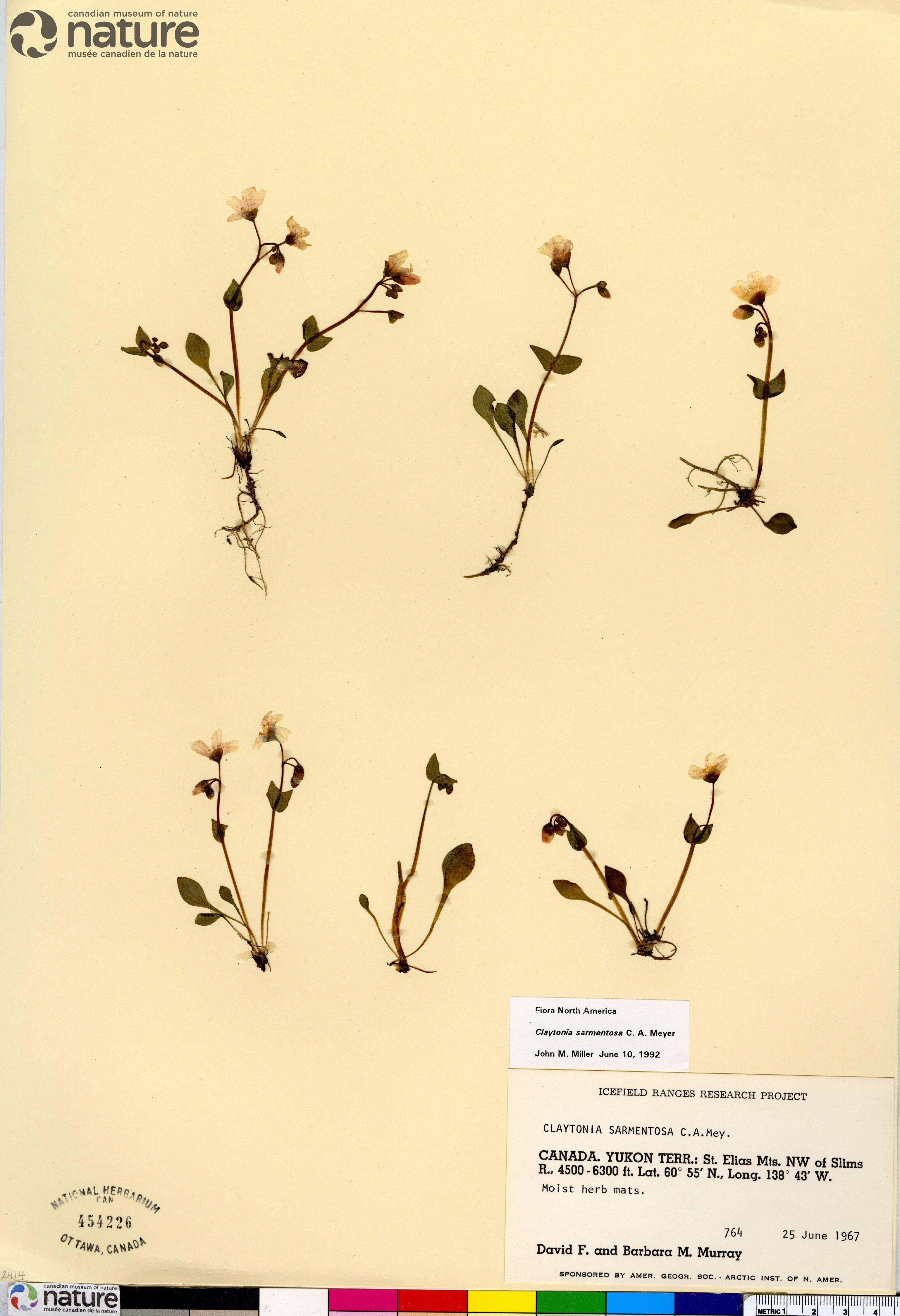 Claytonia sarmentosa image
