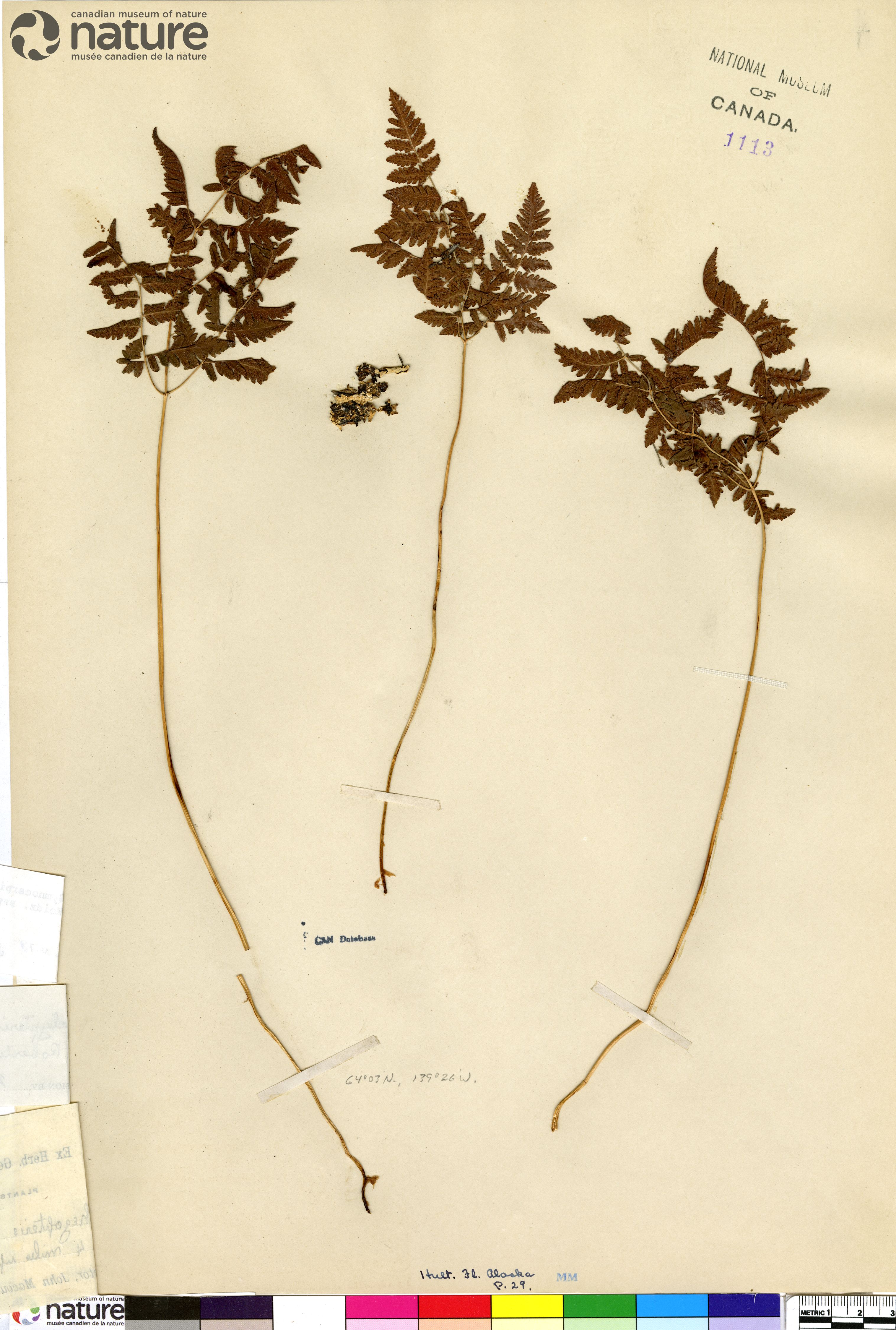 Gymnocarpium jessoense subsp. parvulum image