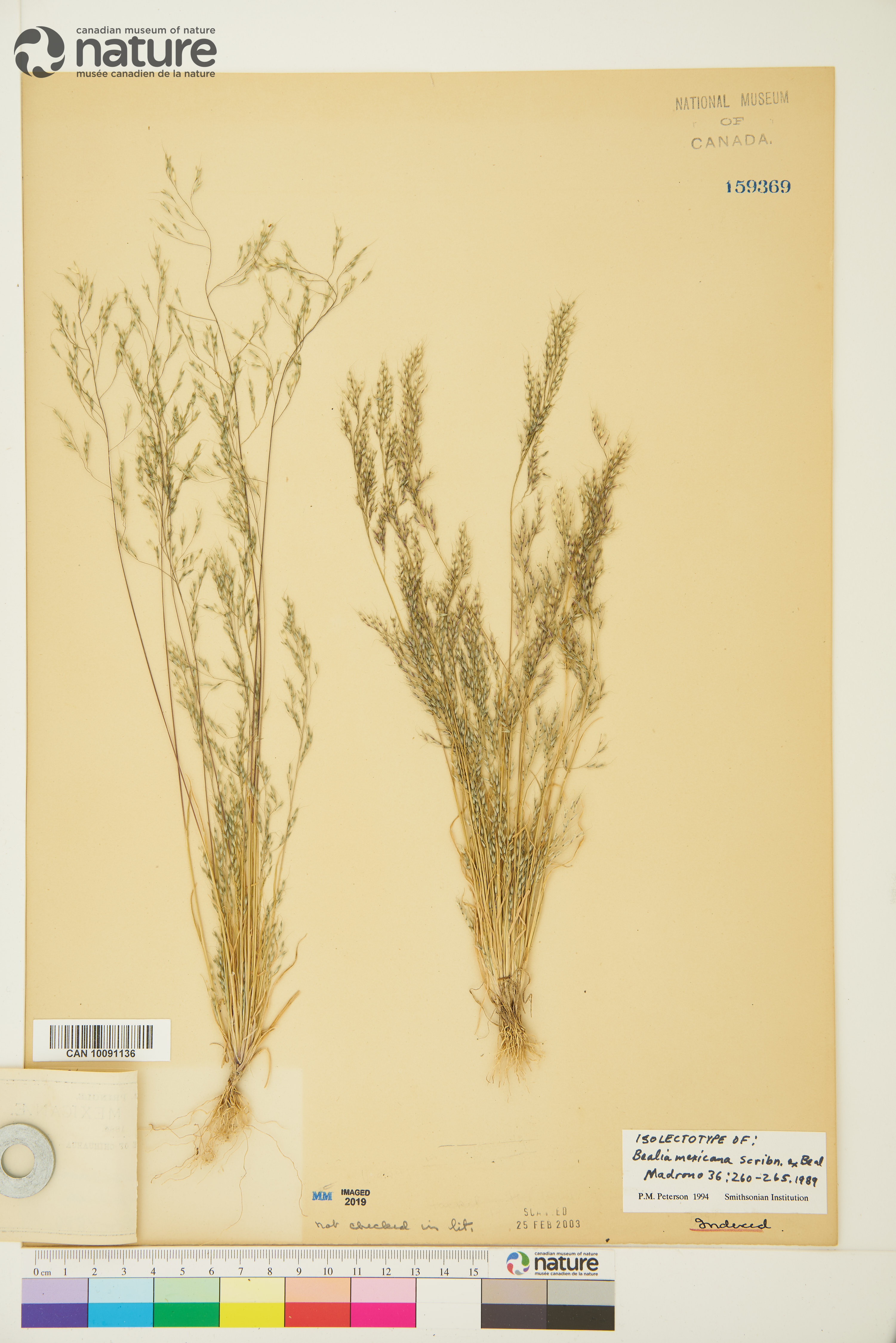 Muhlenbergia biloba image