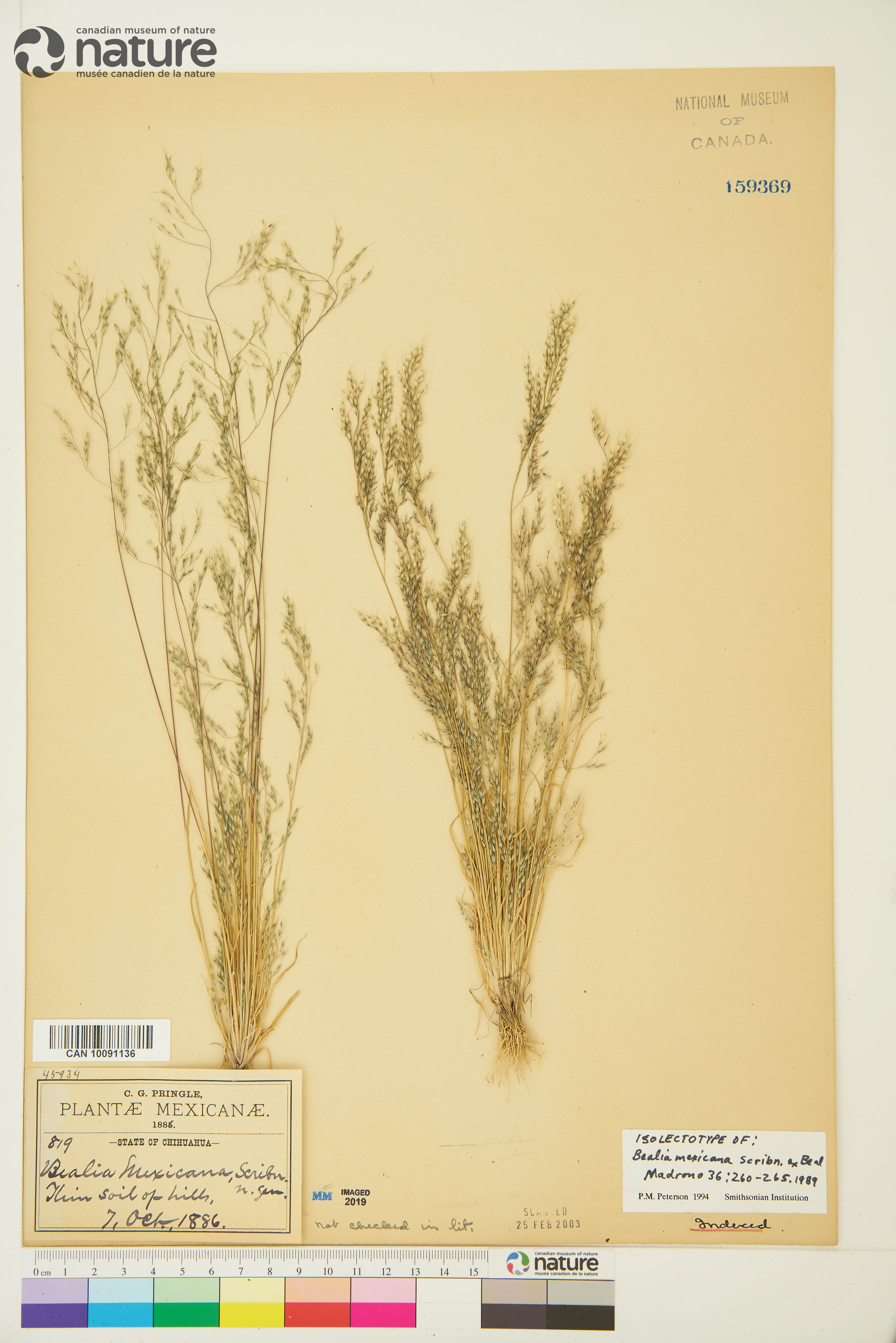 Muhlenbergia biloba image