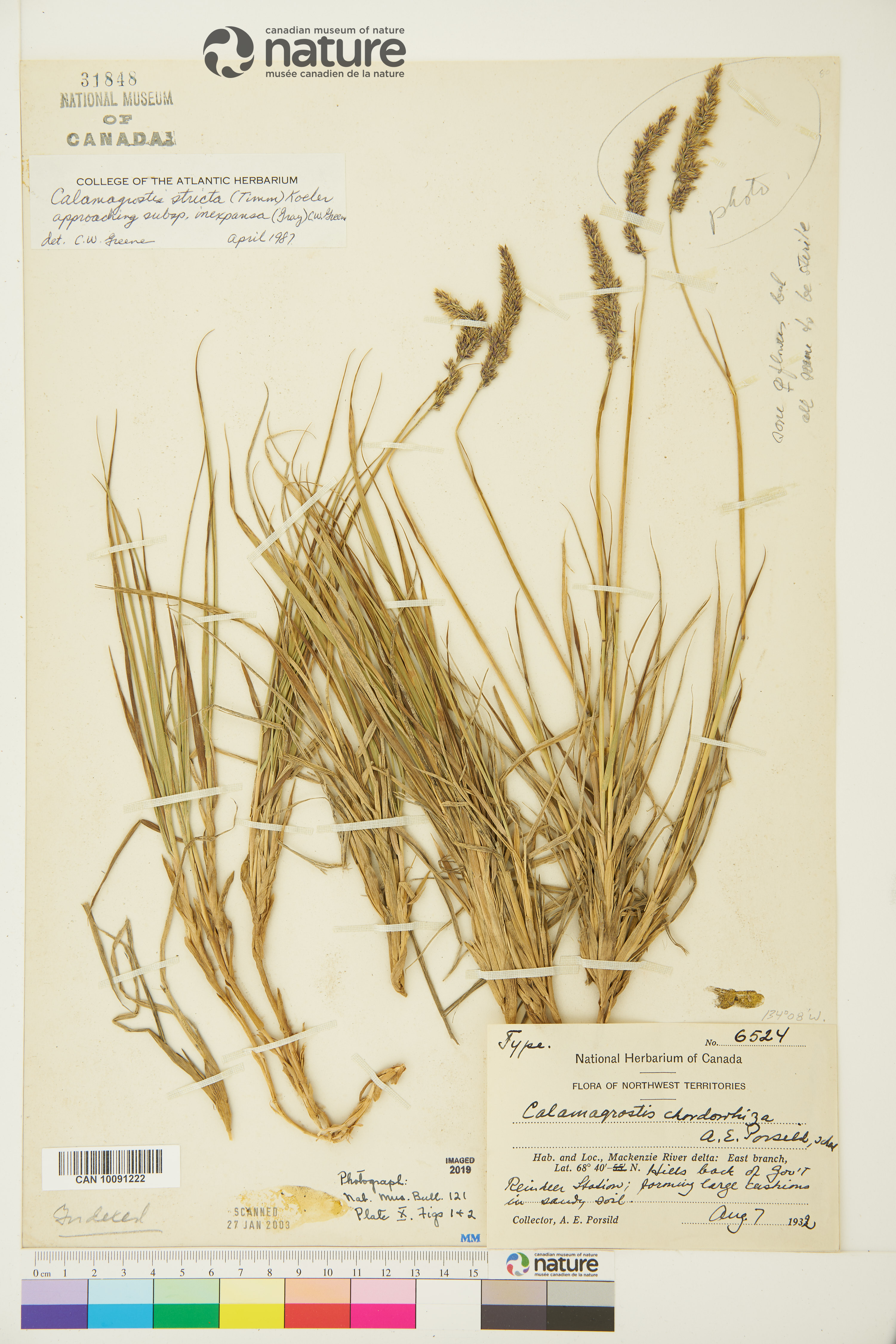 Calamagrostis holmii image