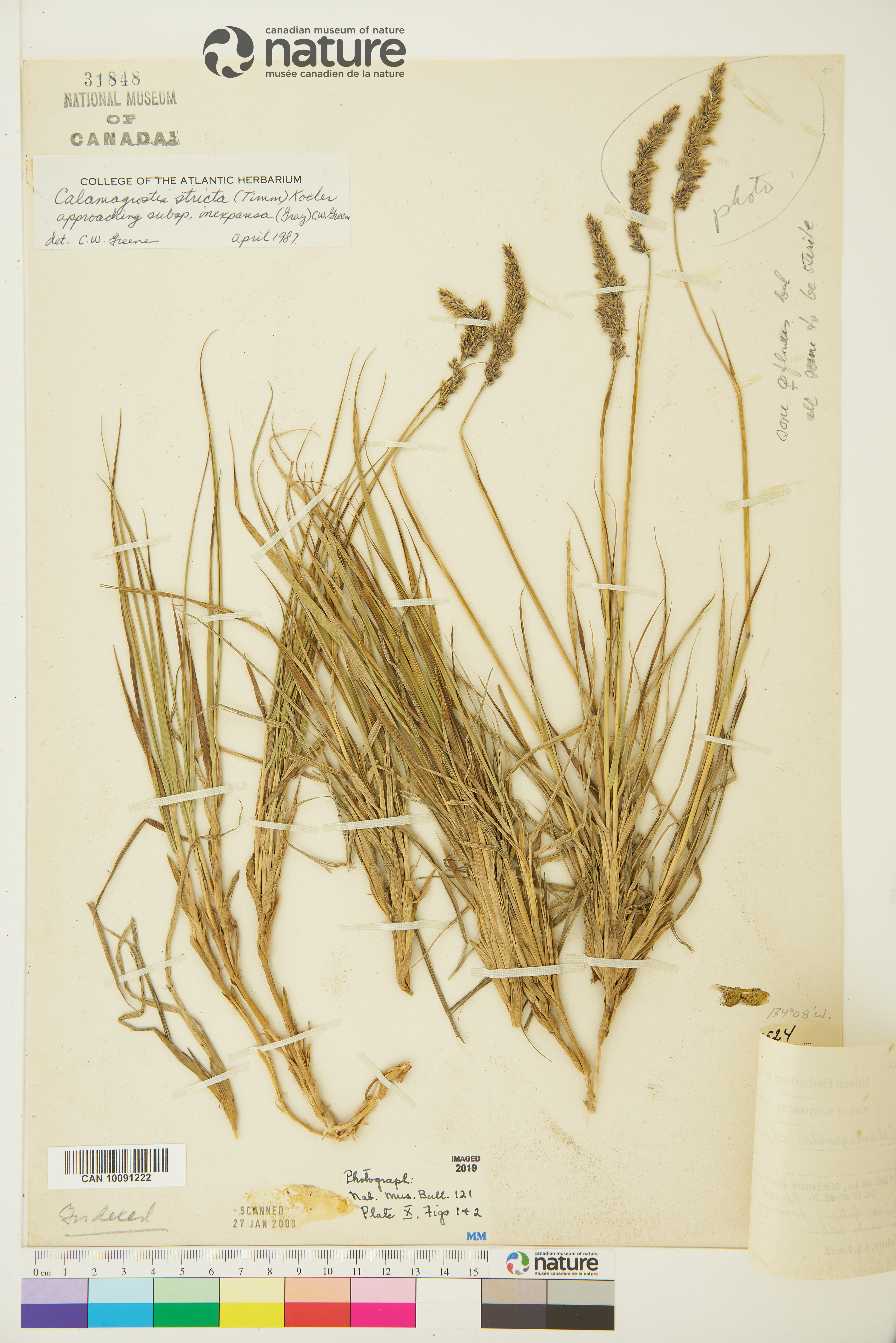 Calamagrostis holmii image