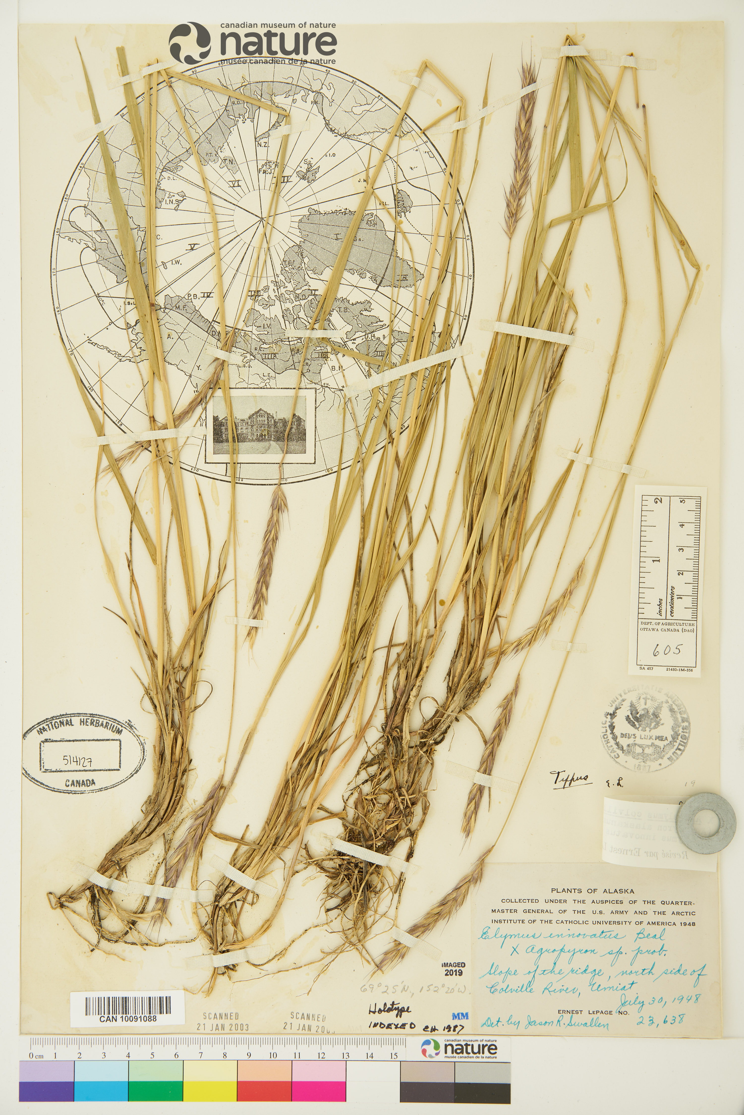 Elyleymus colvillensis image