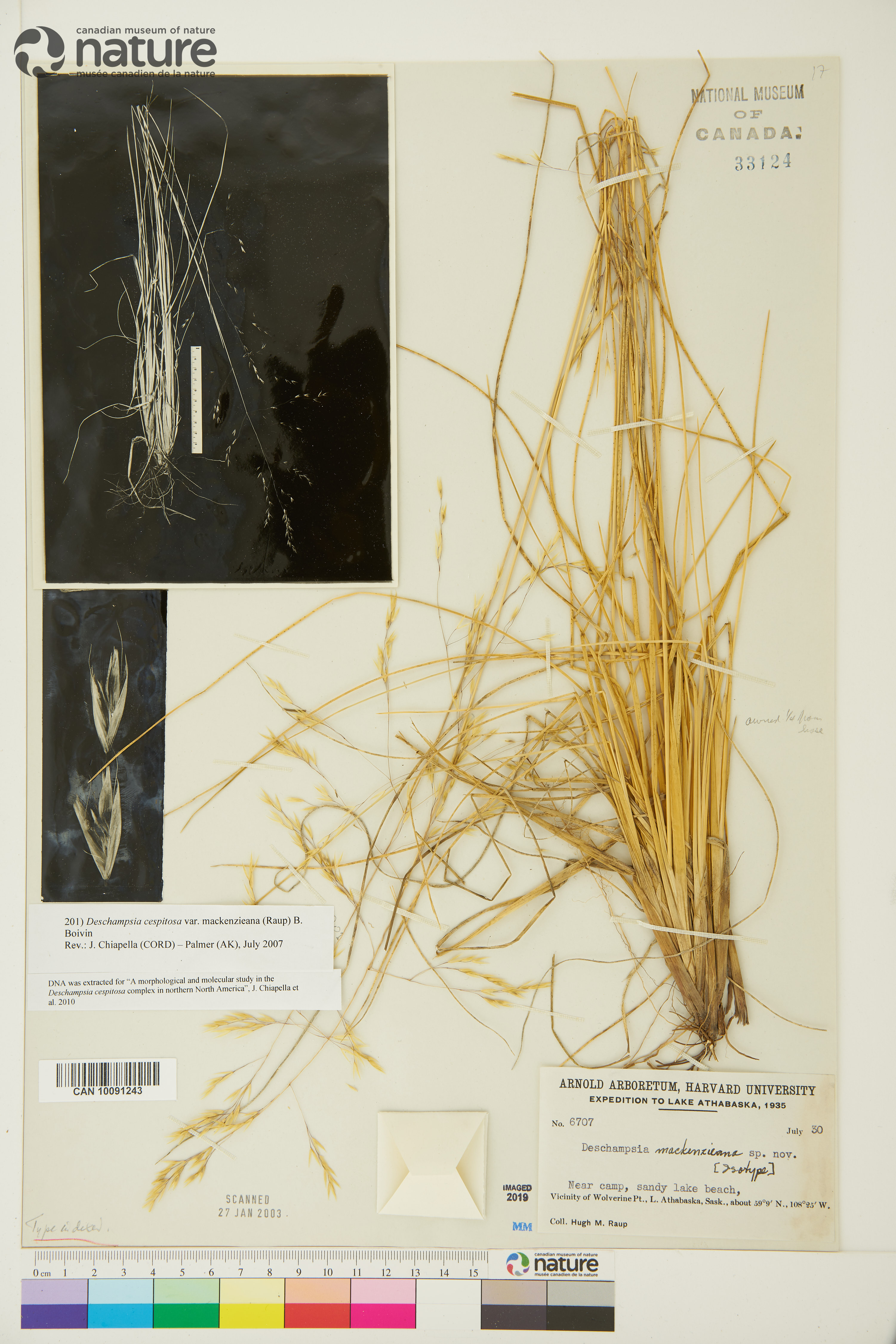 Deschampsia mackenzieana image