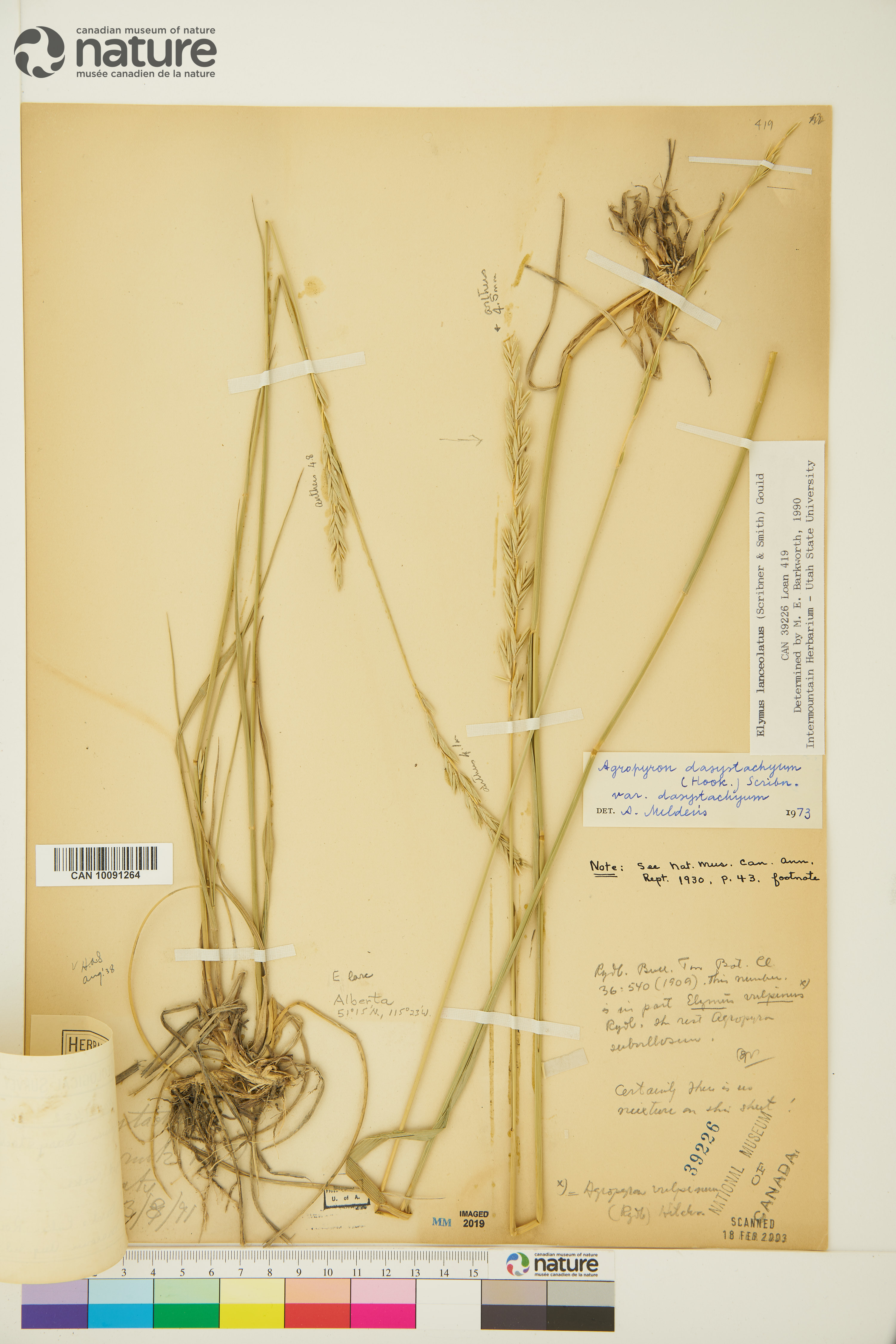 Elymus x pseudorepens image