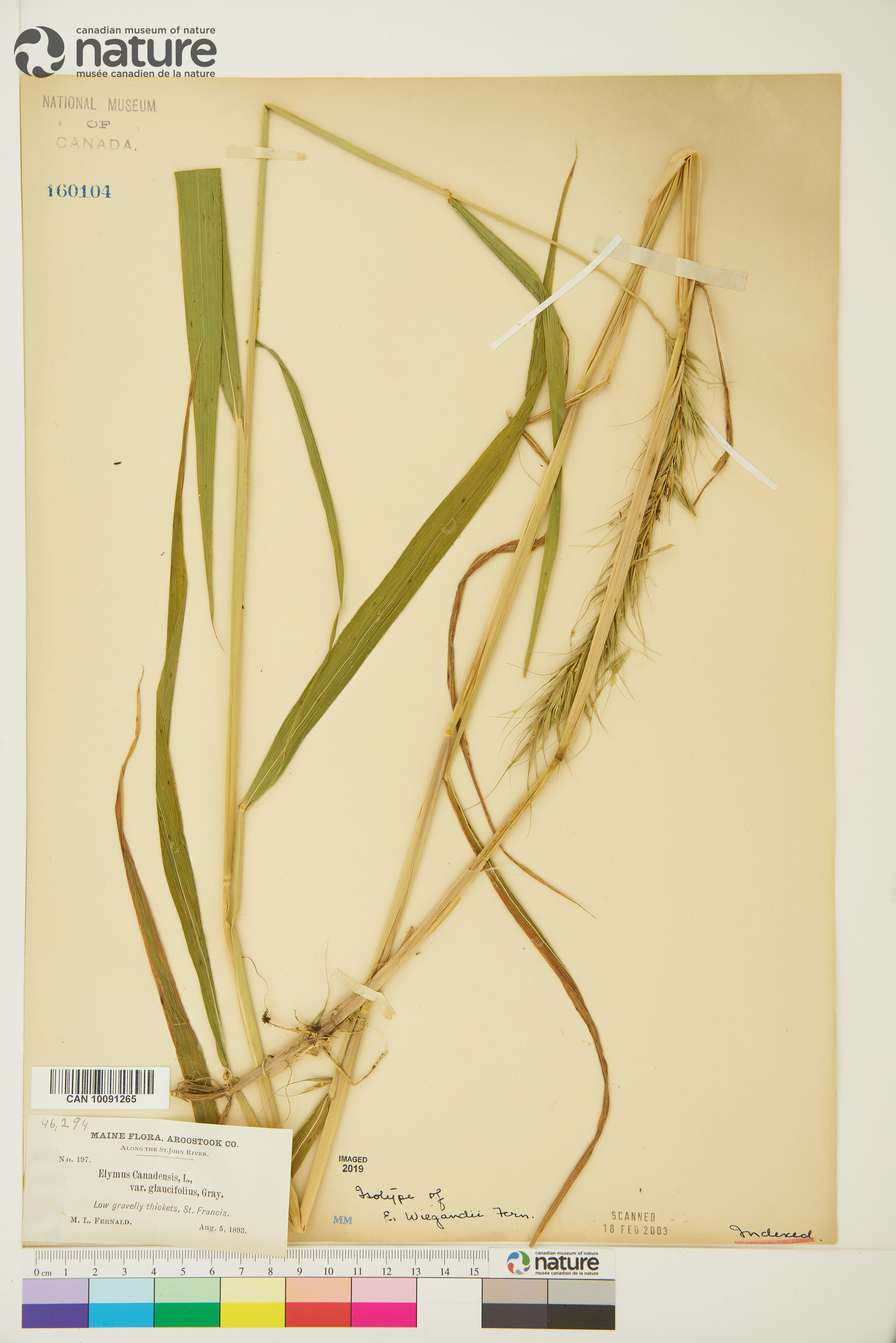 Elymus canadensis var. wiegandii image