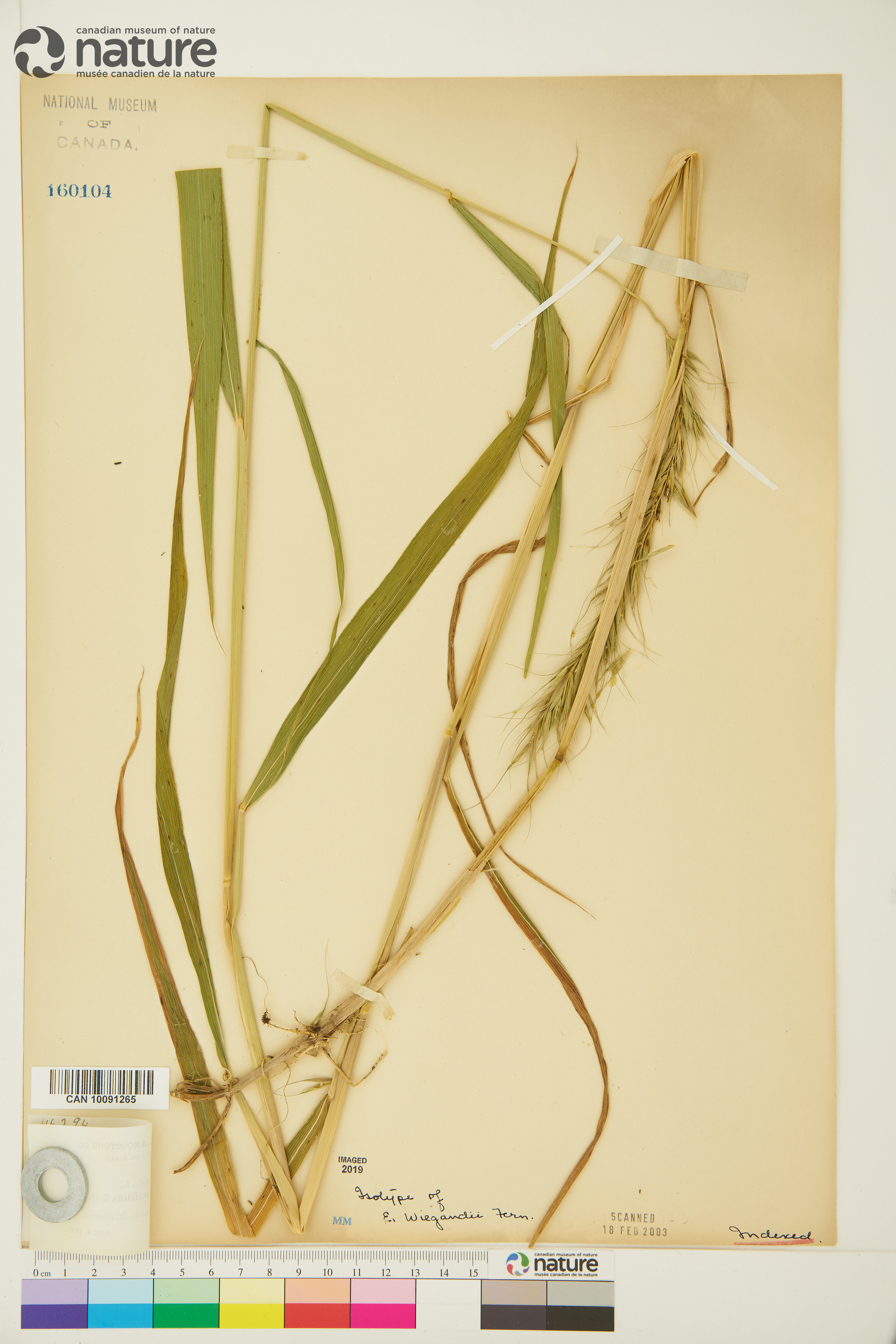 Elymus canadensis var. wiegandii image