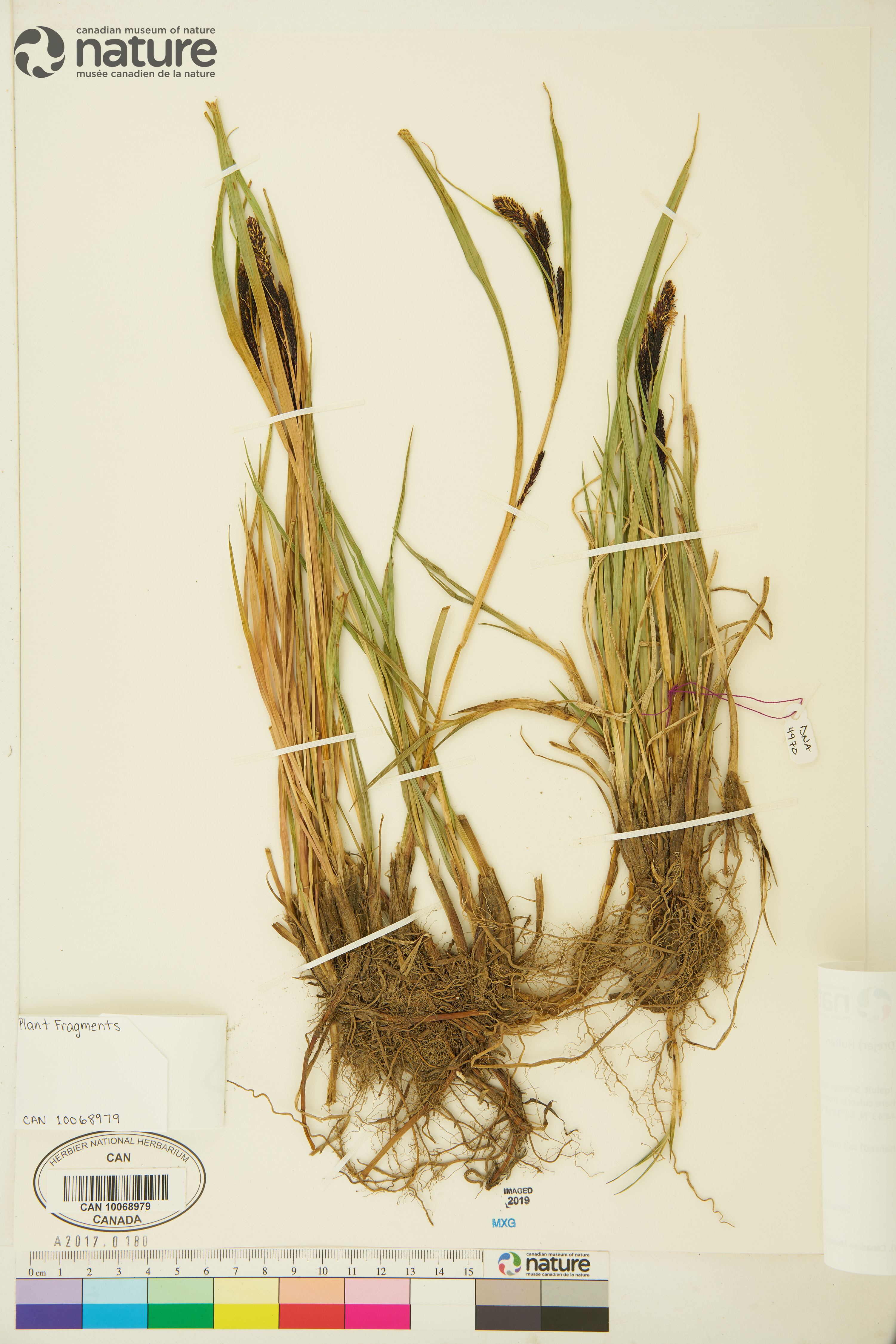 Carex aquatilis subsp. stans image