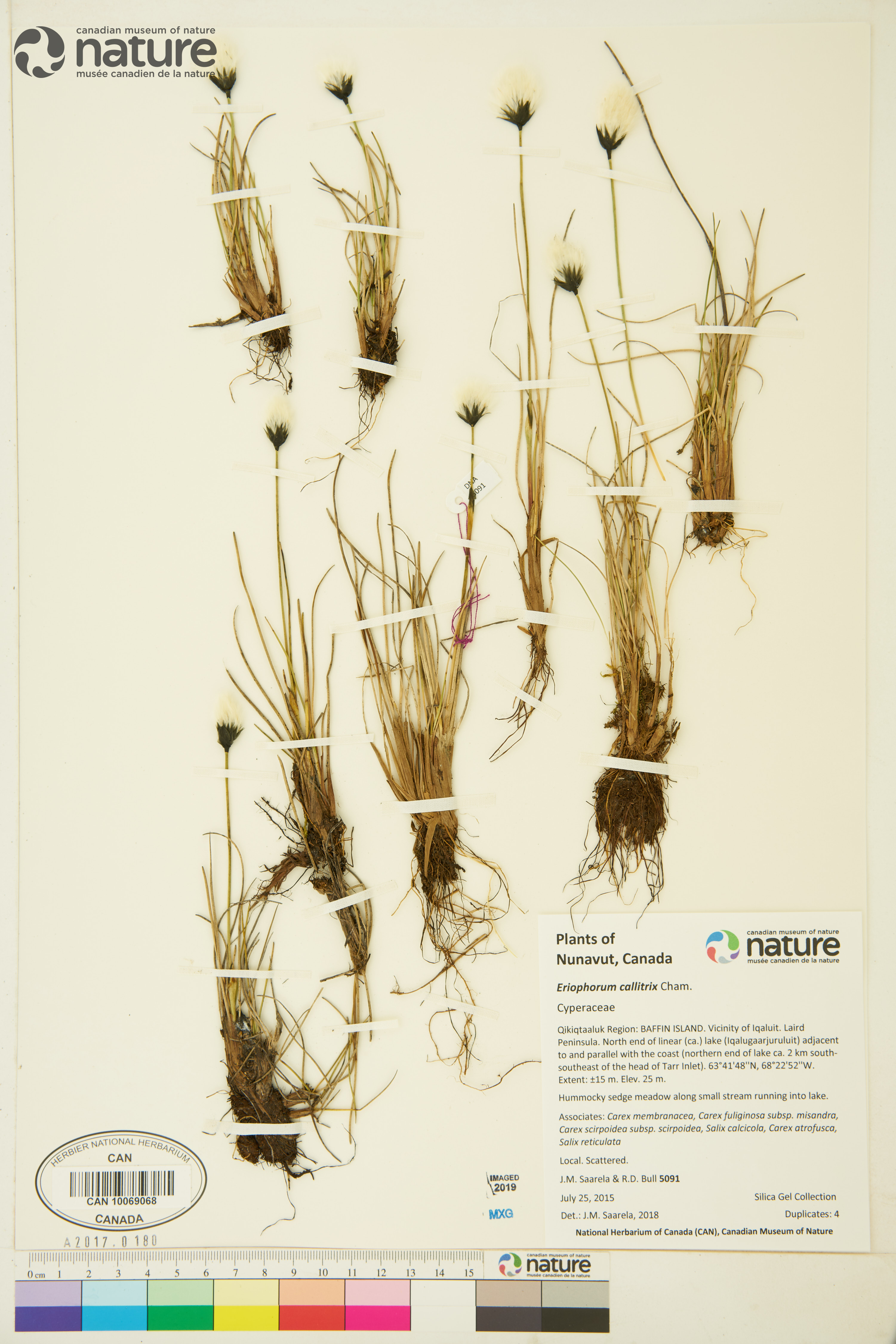 Eriophorum callitrix image