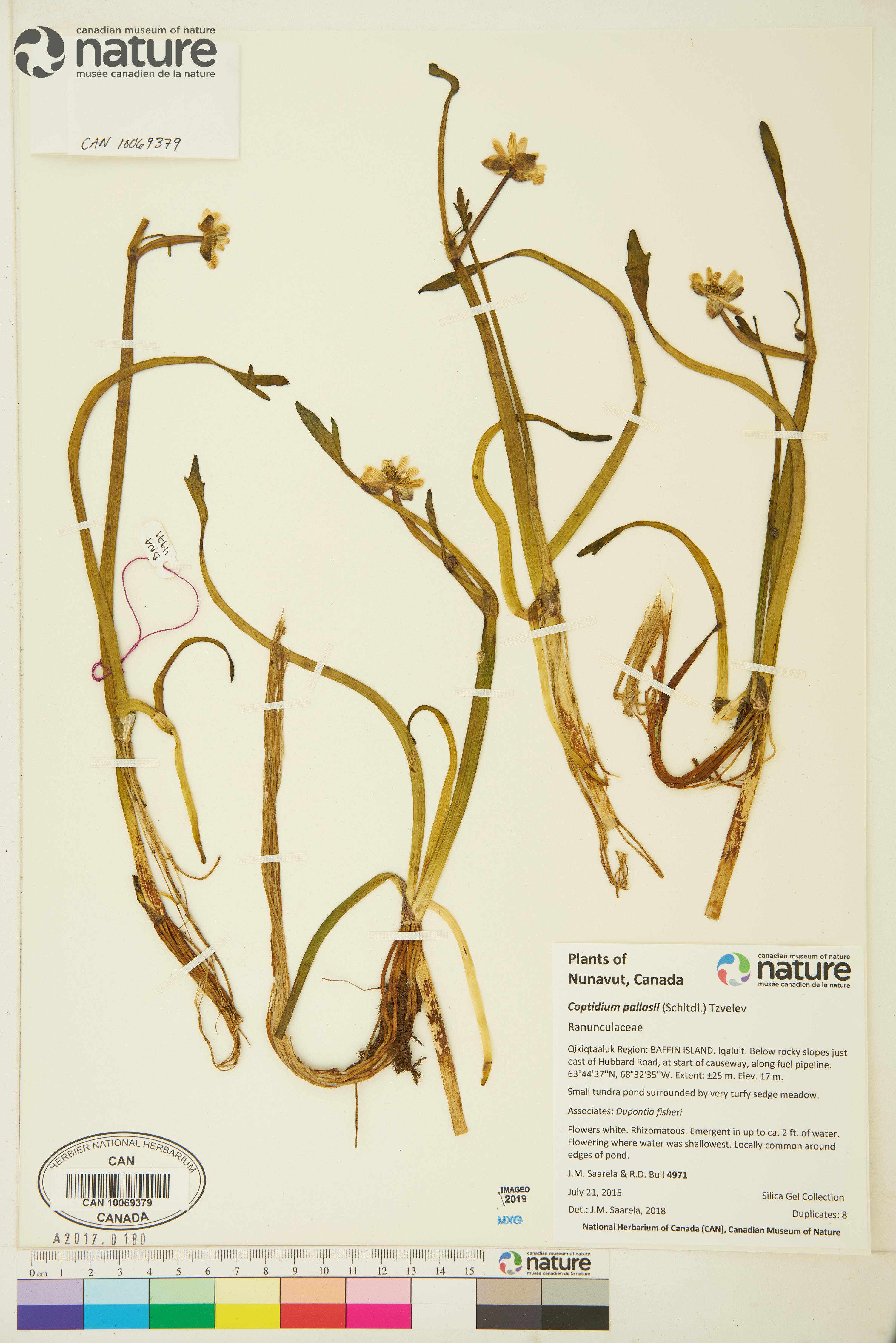 Coptidium pallasii image