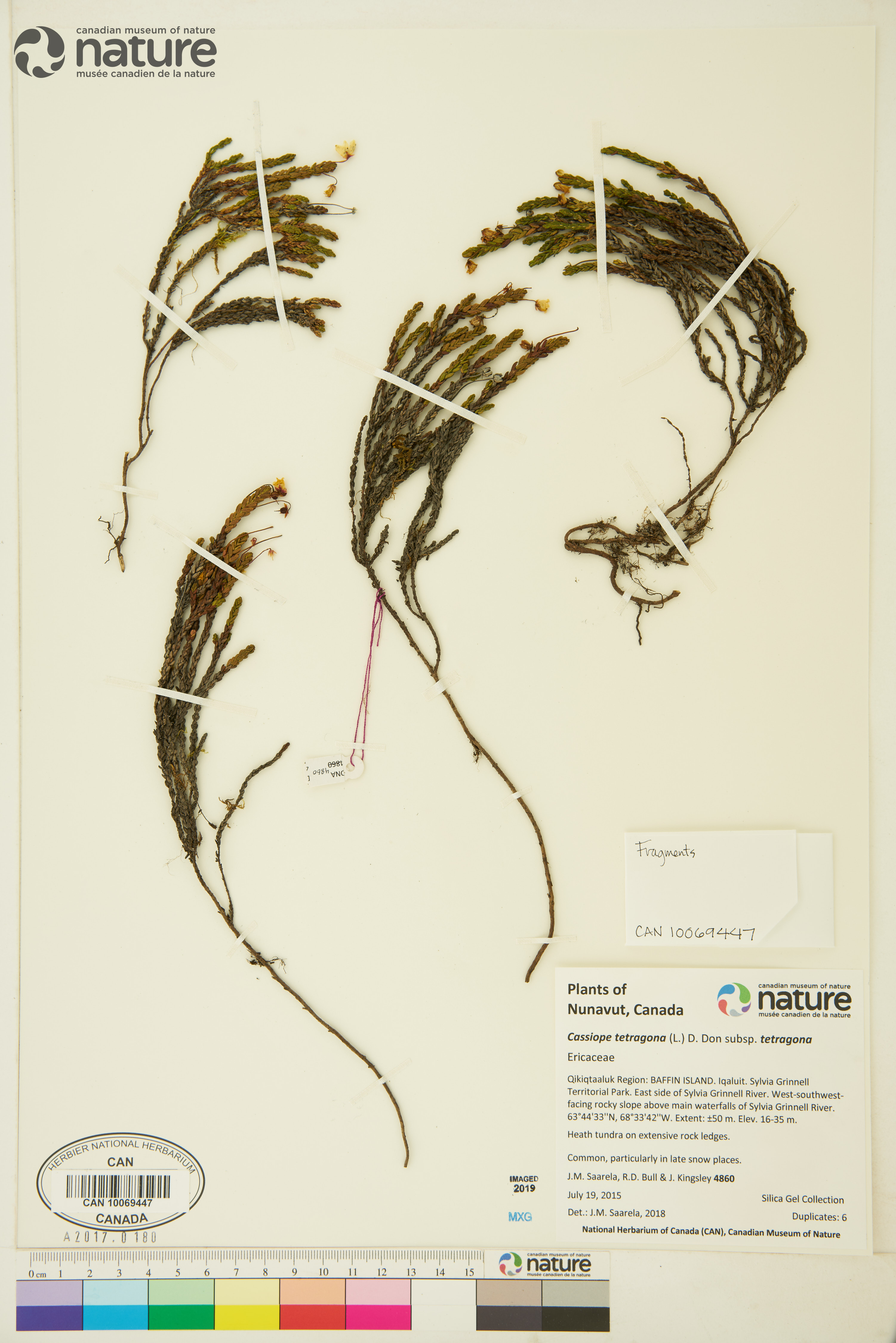 Cassiope tetragona subsp. tetragona image
