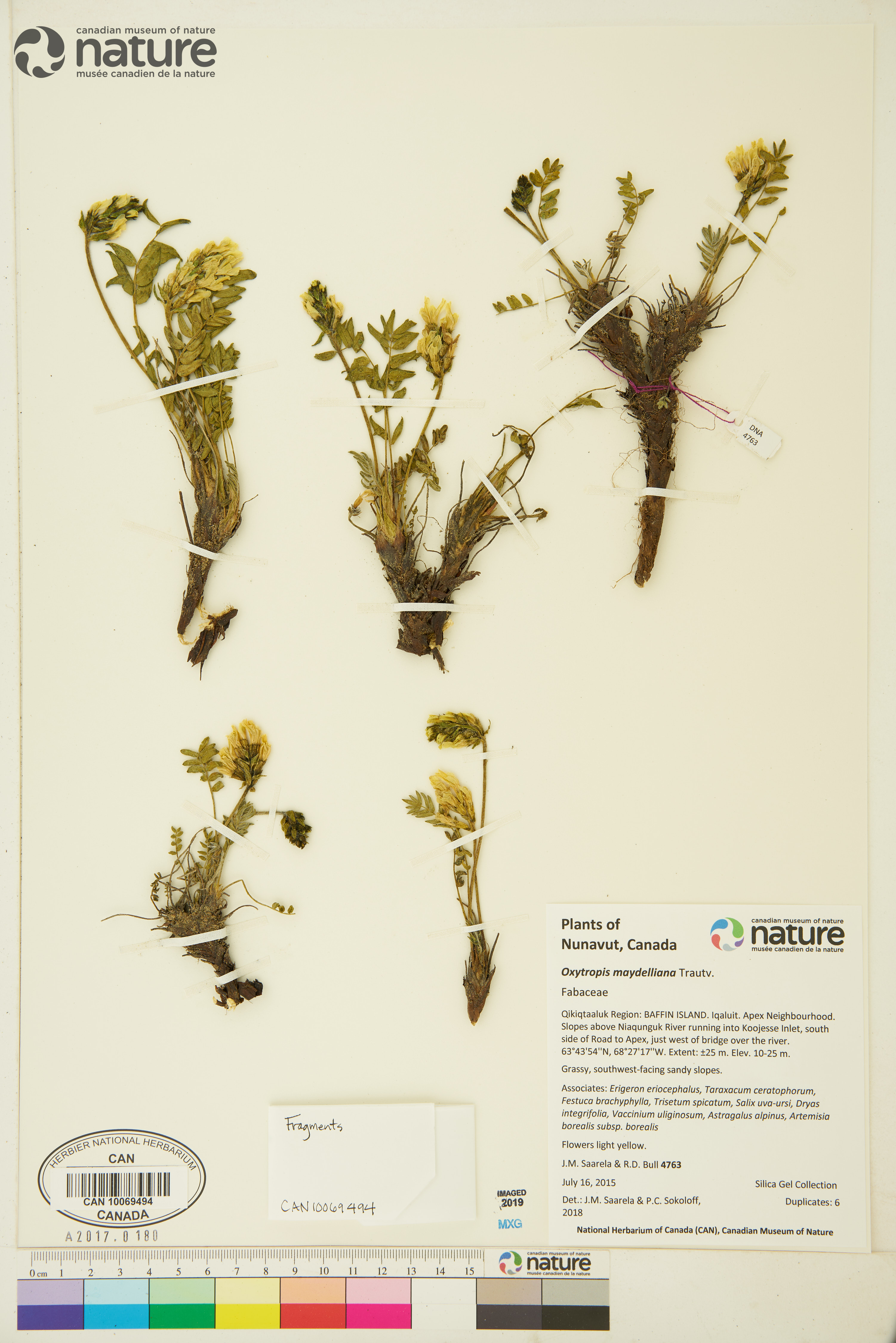 Oxytropis maydelliana image