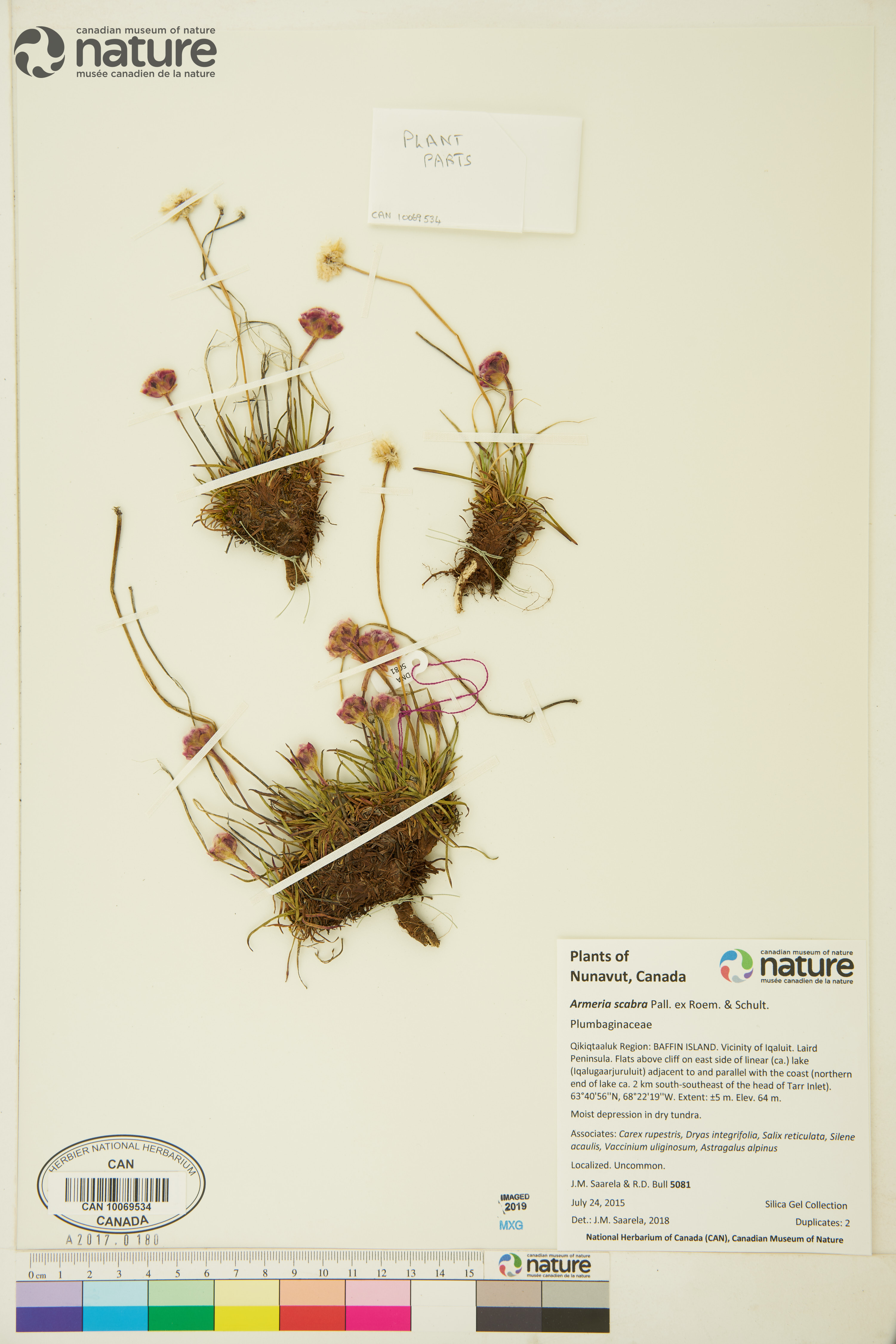 Armeria scabra image