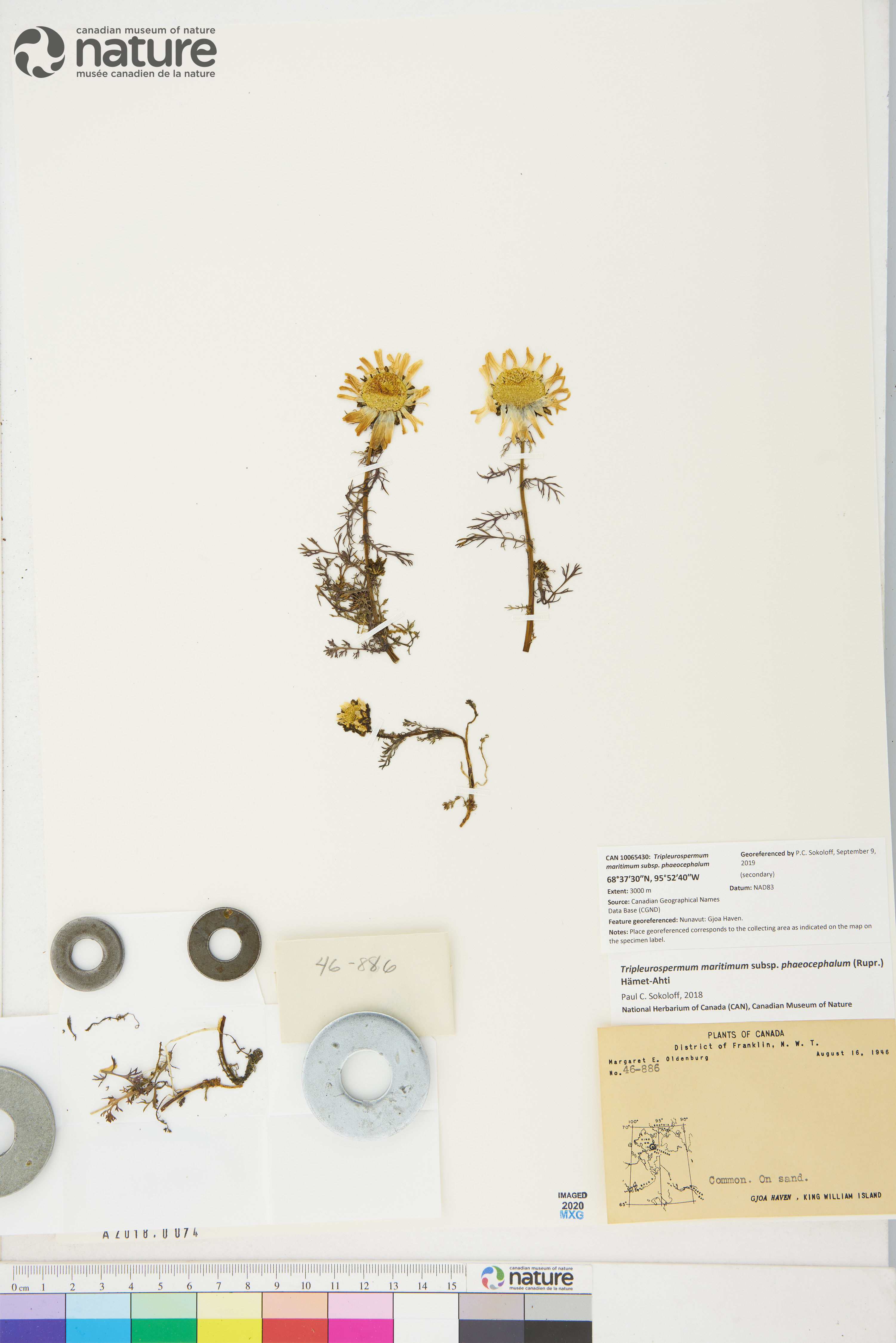 Tripleurospermum maritimum image