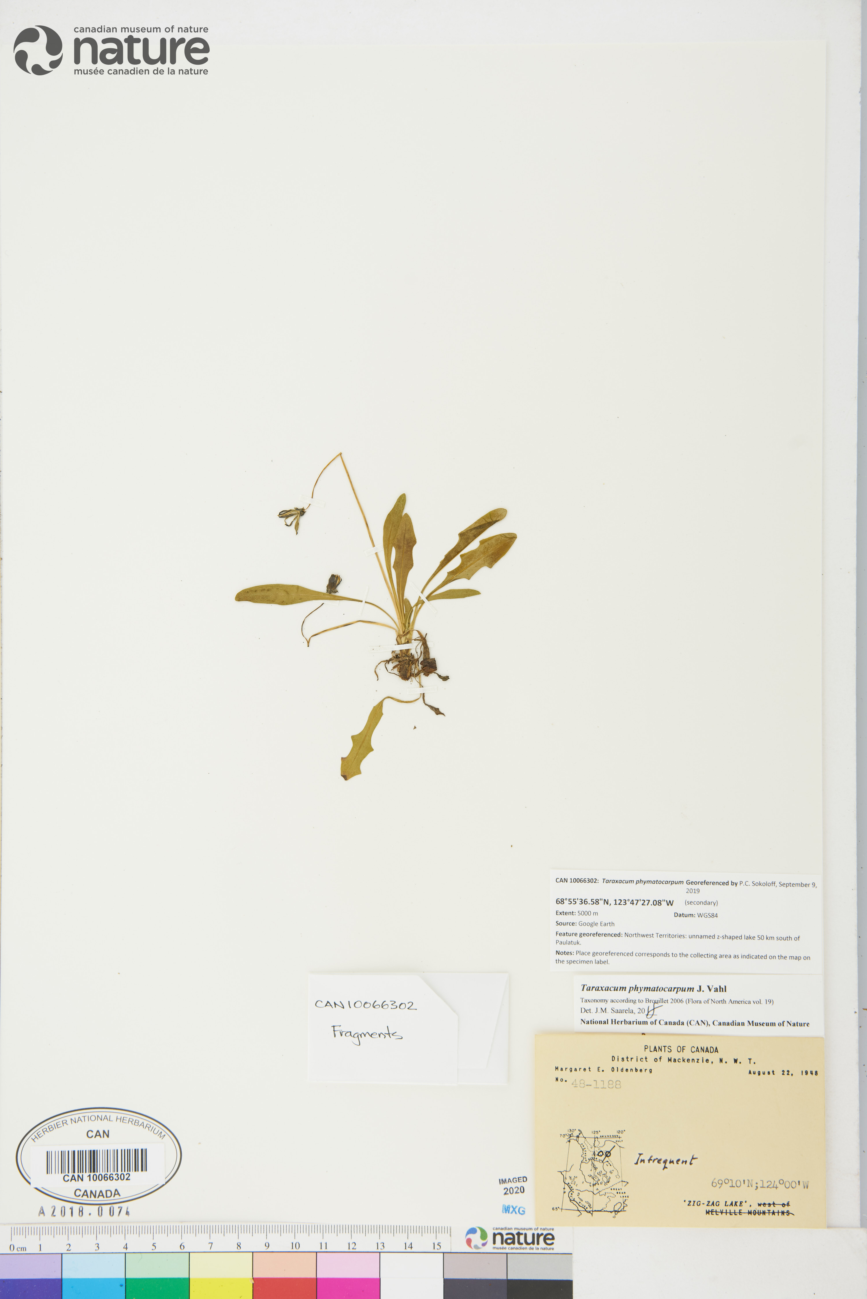 Taraxacum phymatocarpum image