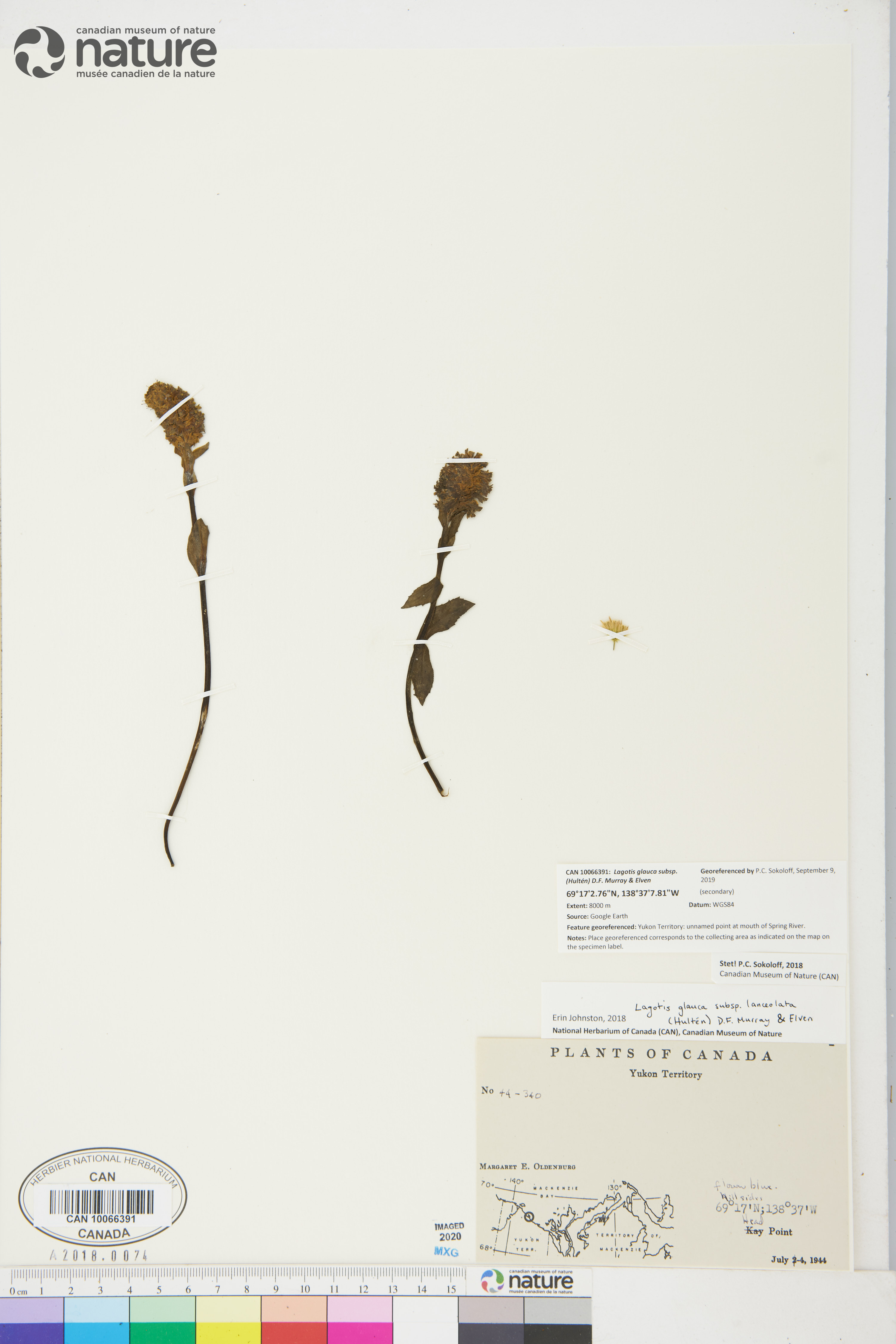 Lagotis glauca subsp. lanceolata image