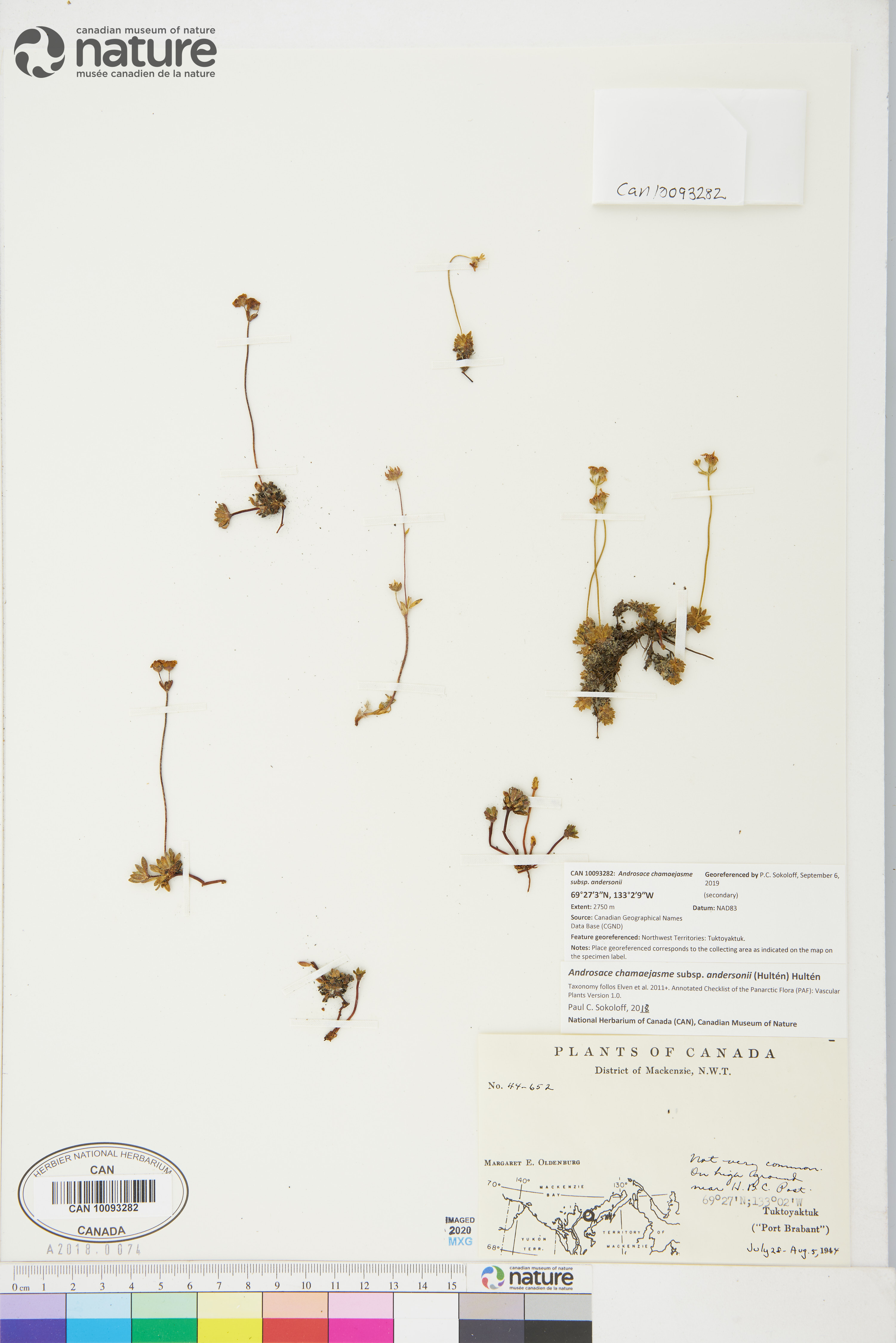 Androsace chamaejasme subsp. andersonii image