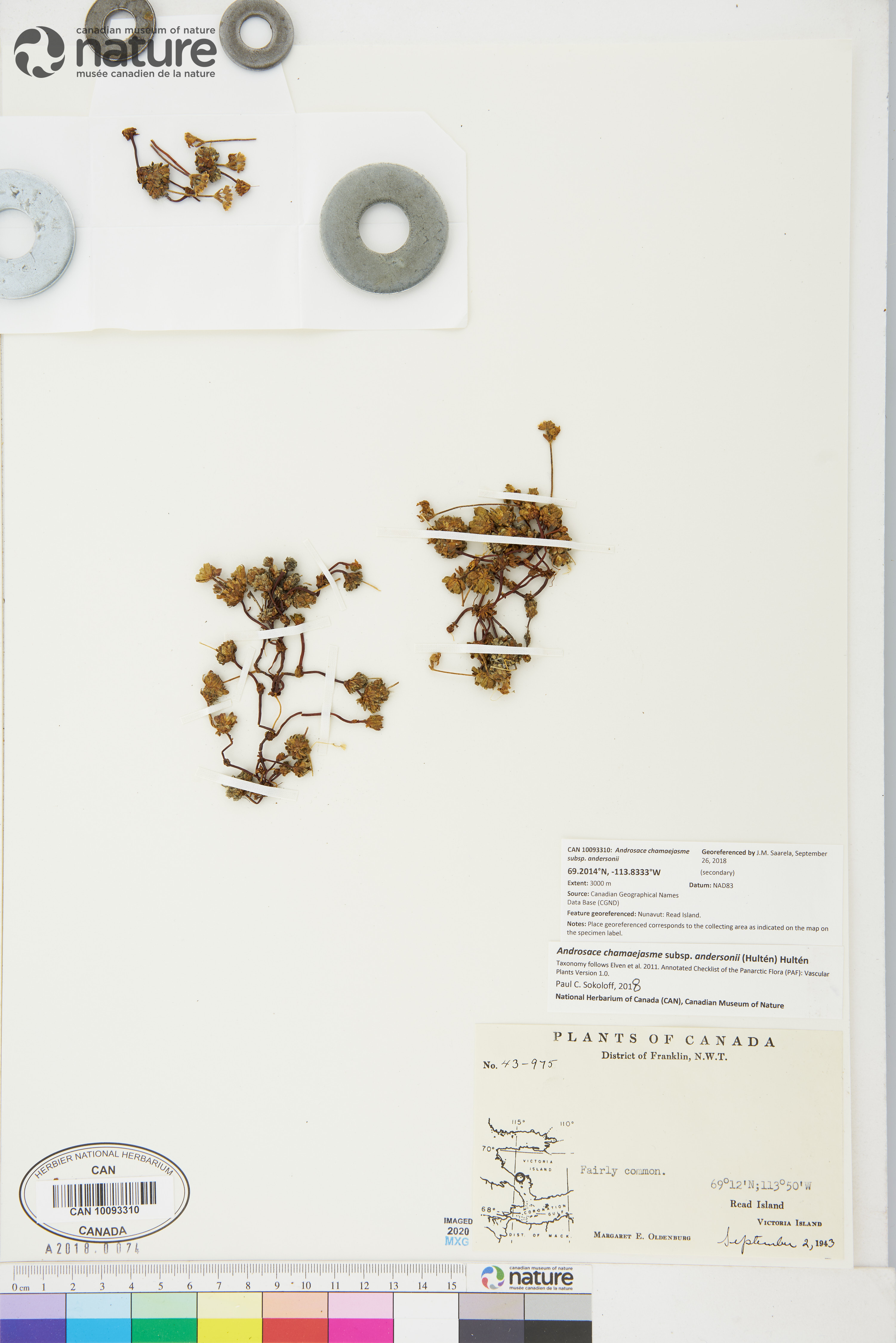 Androsace chamaejasme subsp. andersonii image