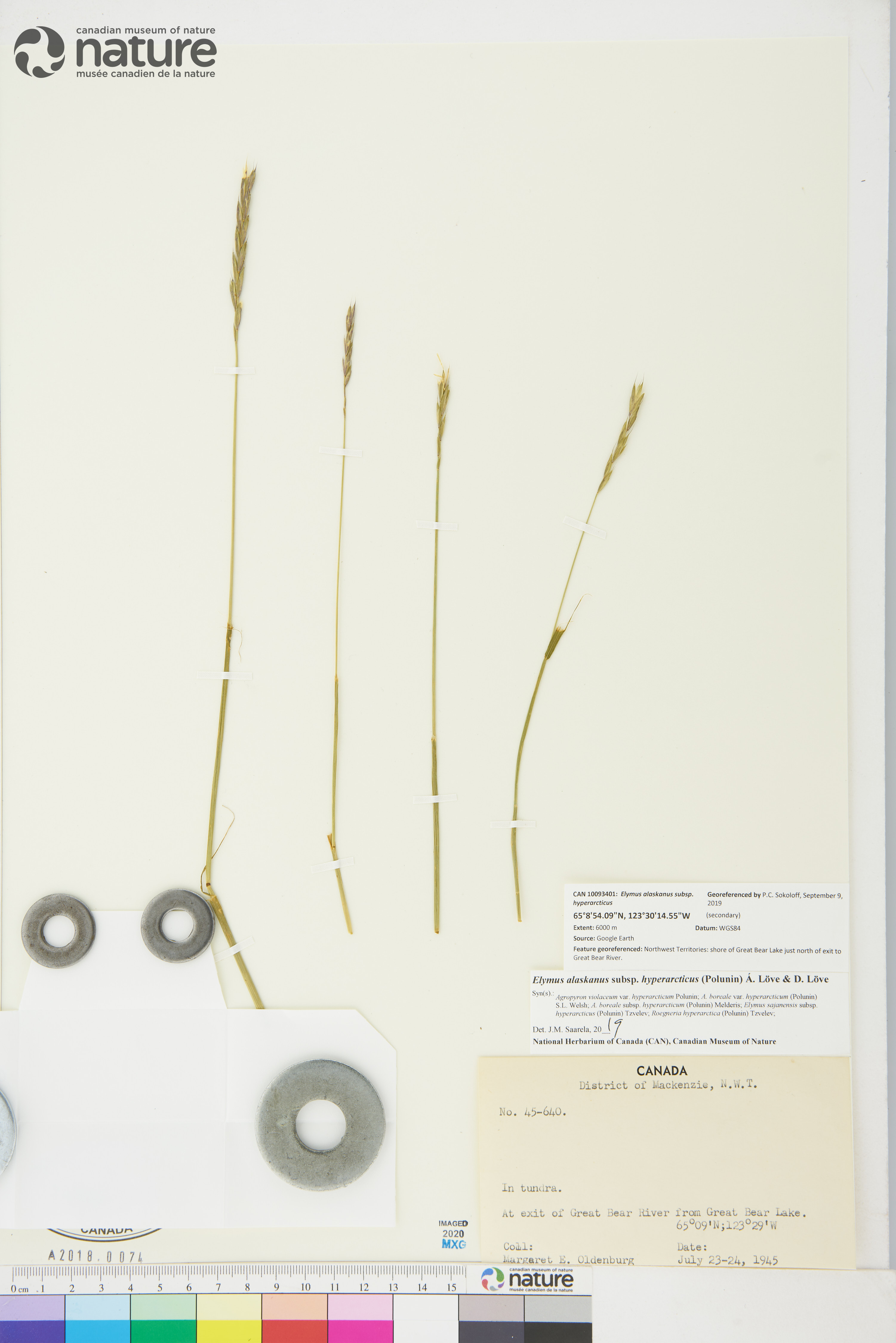 Elymus alaskanus subsp. hyperarcticus image