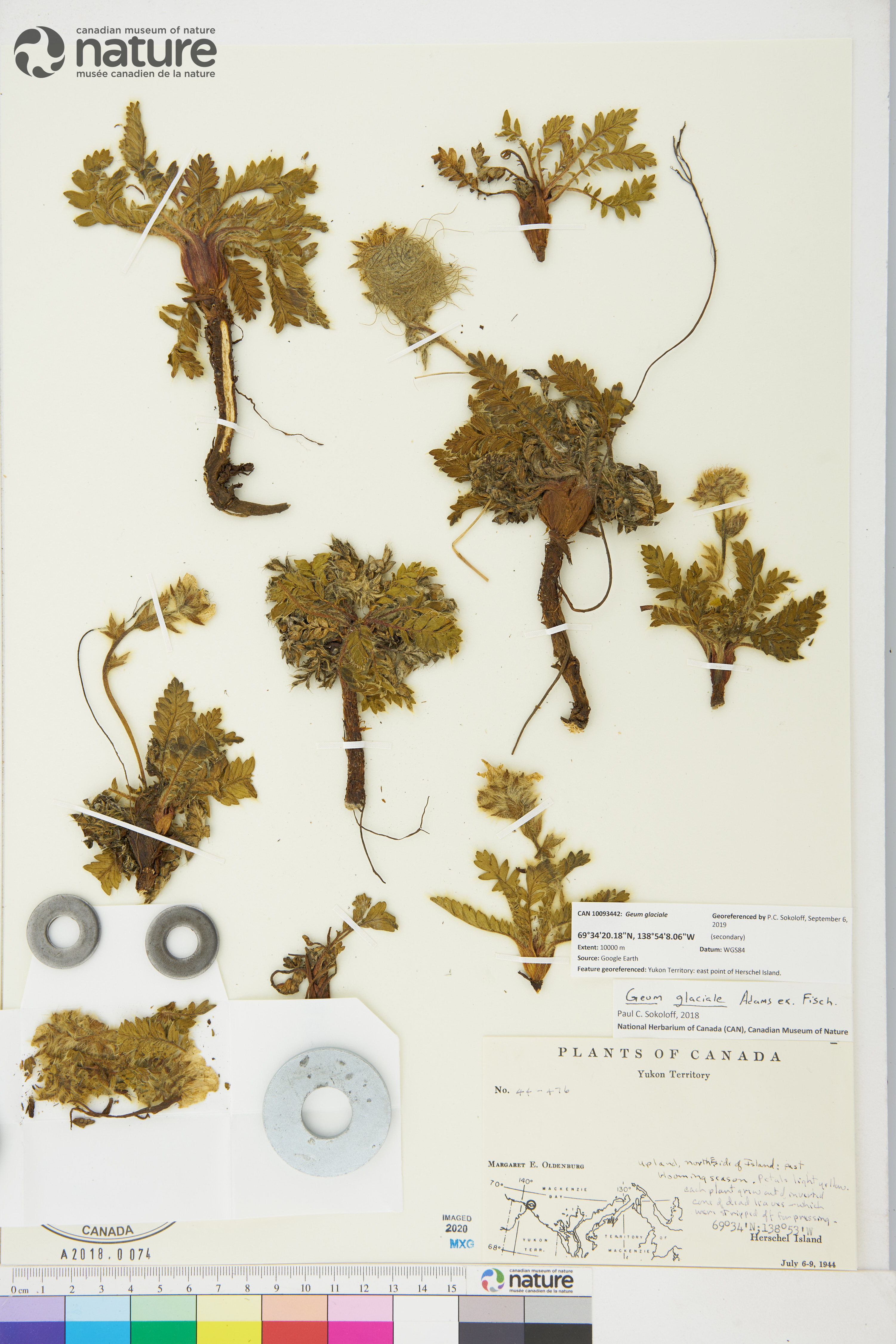 Geum glaciale image
