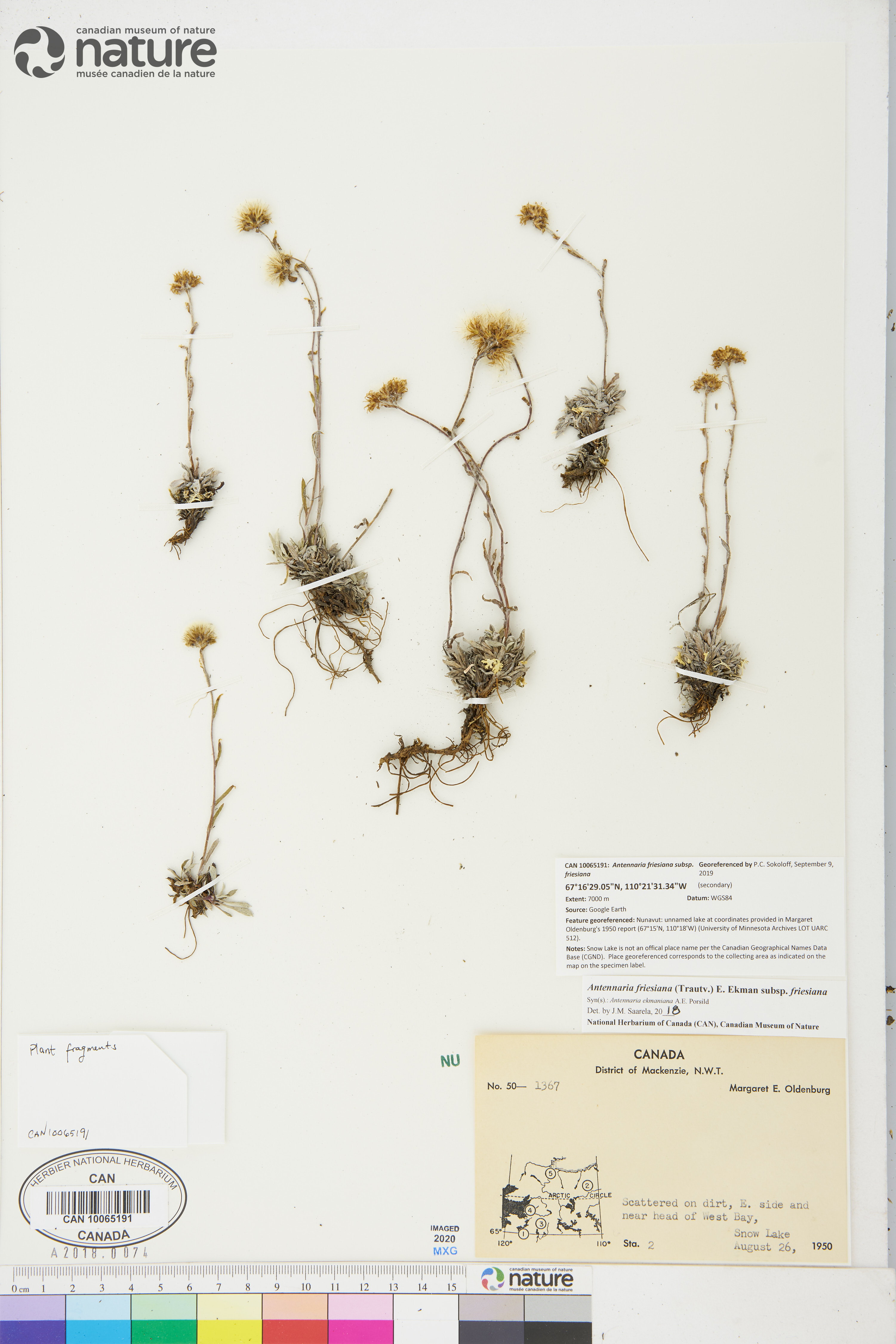 Antennaria friesiana image