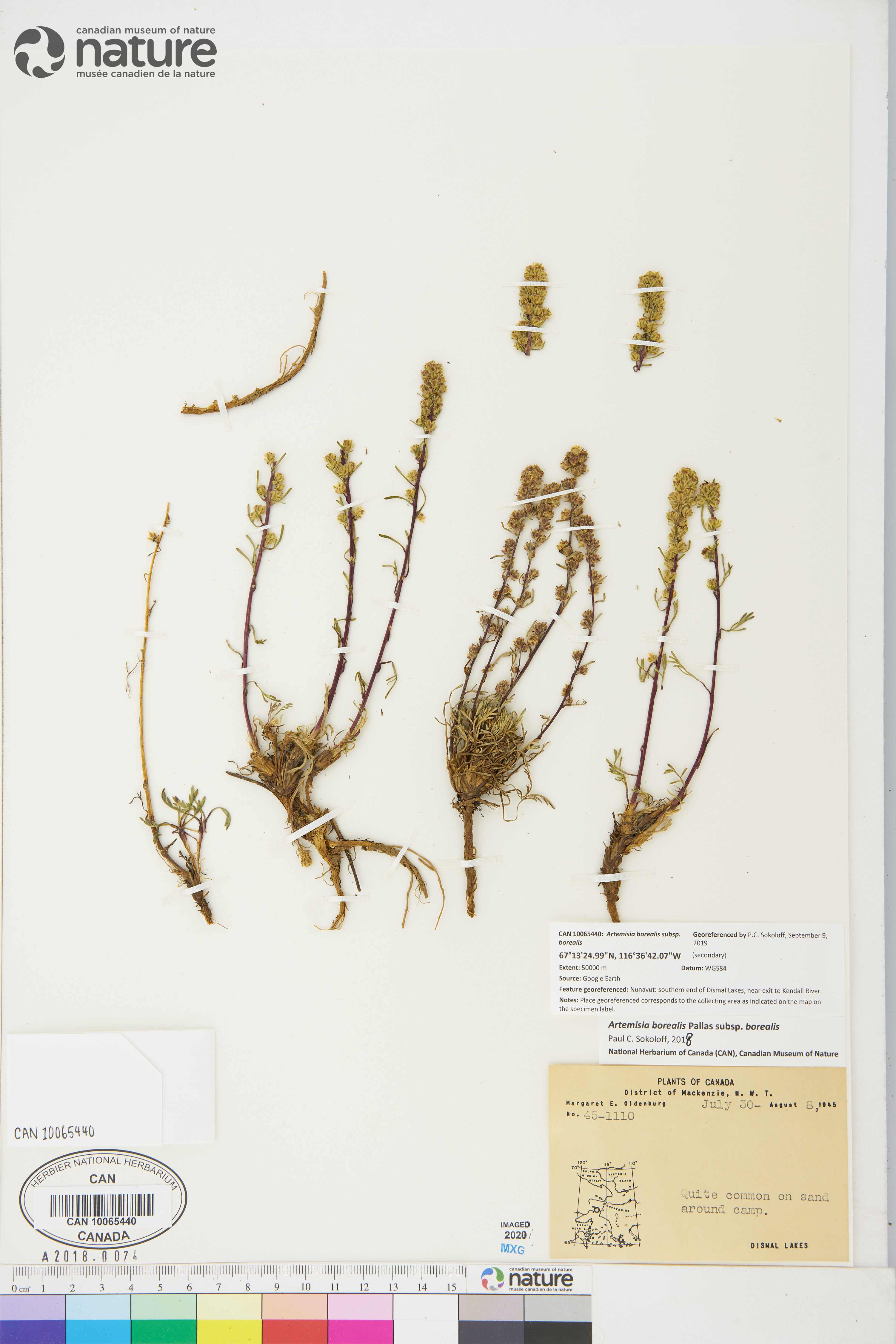 Artemisia campestris subsp. borealis image
