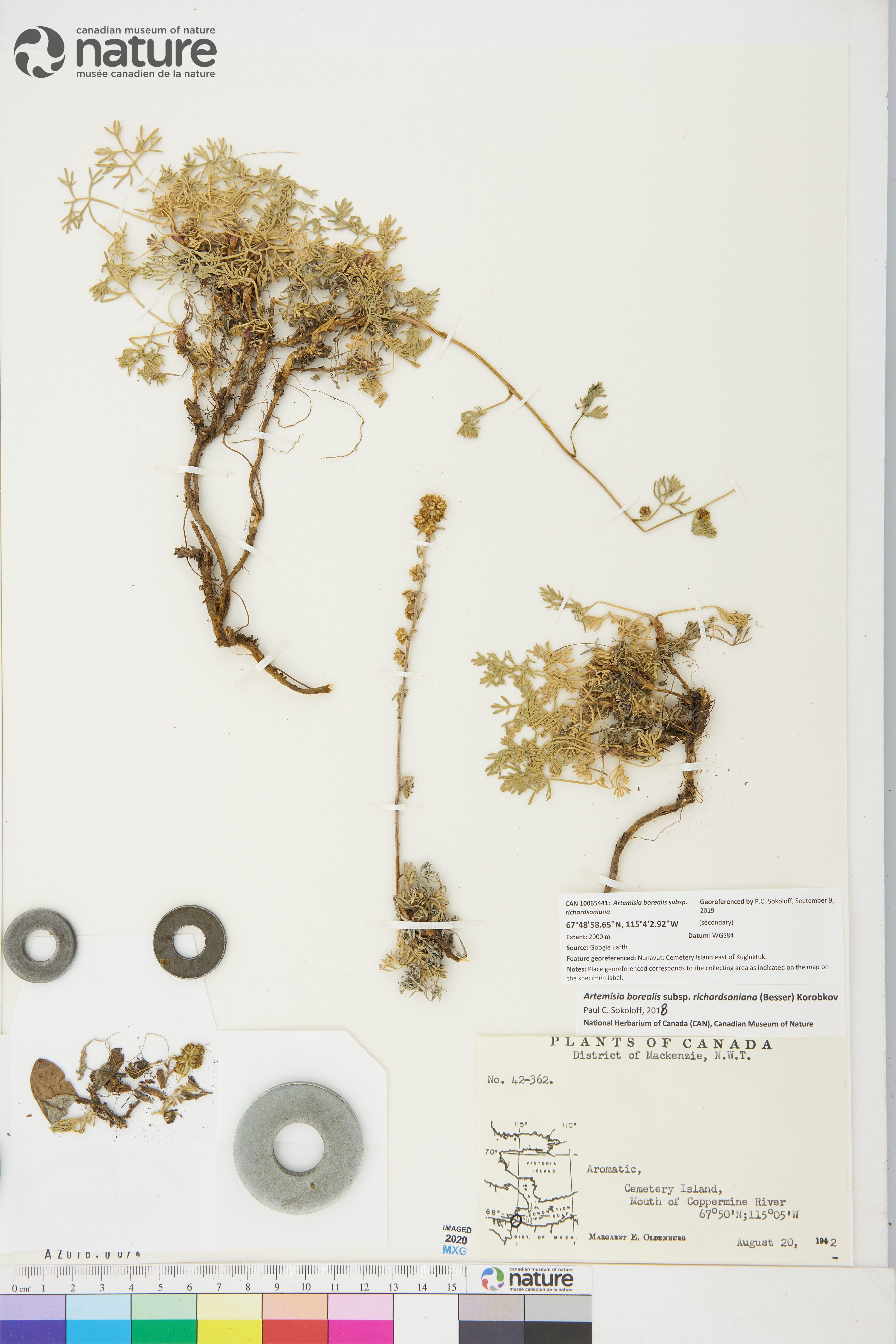 Artemisia borealis image