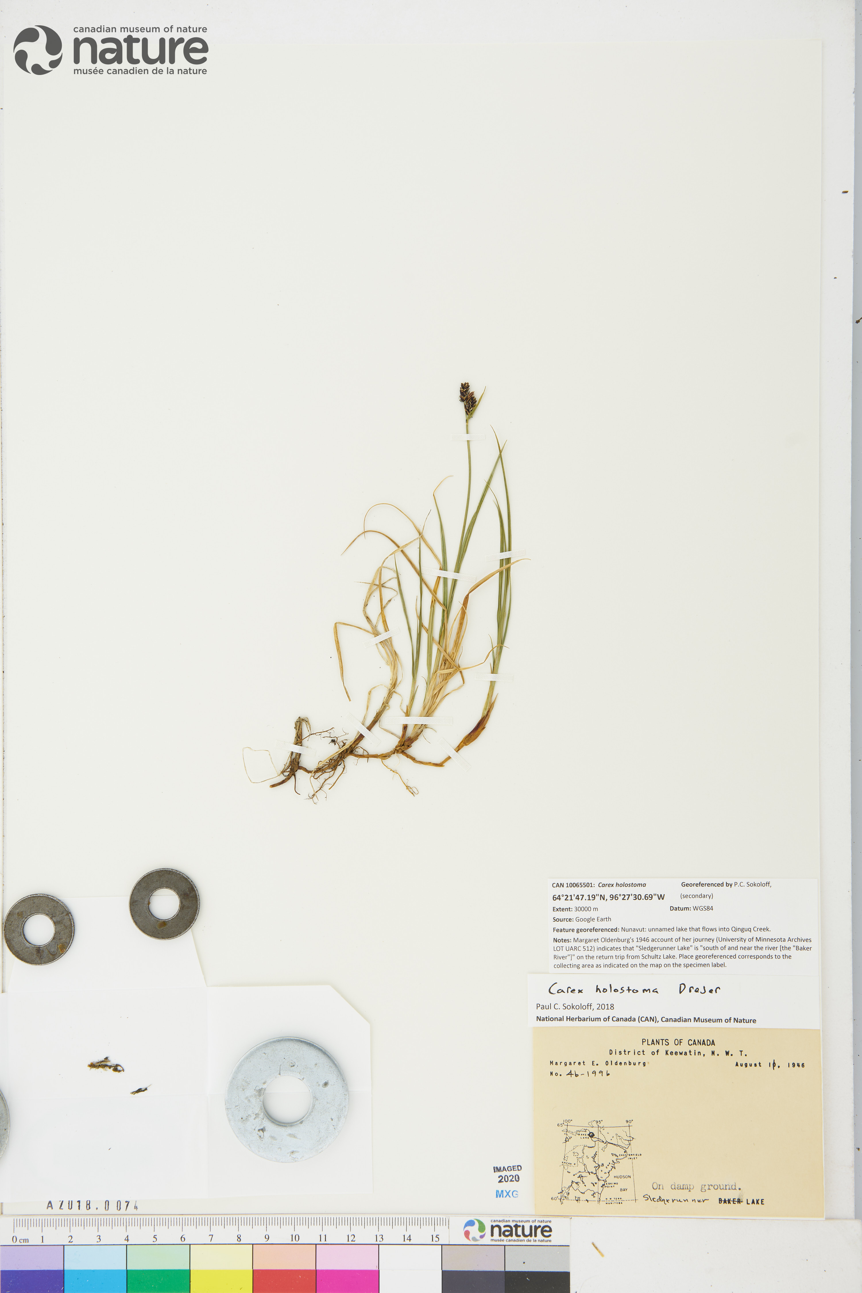 Carex holostoma image