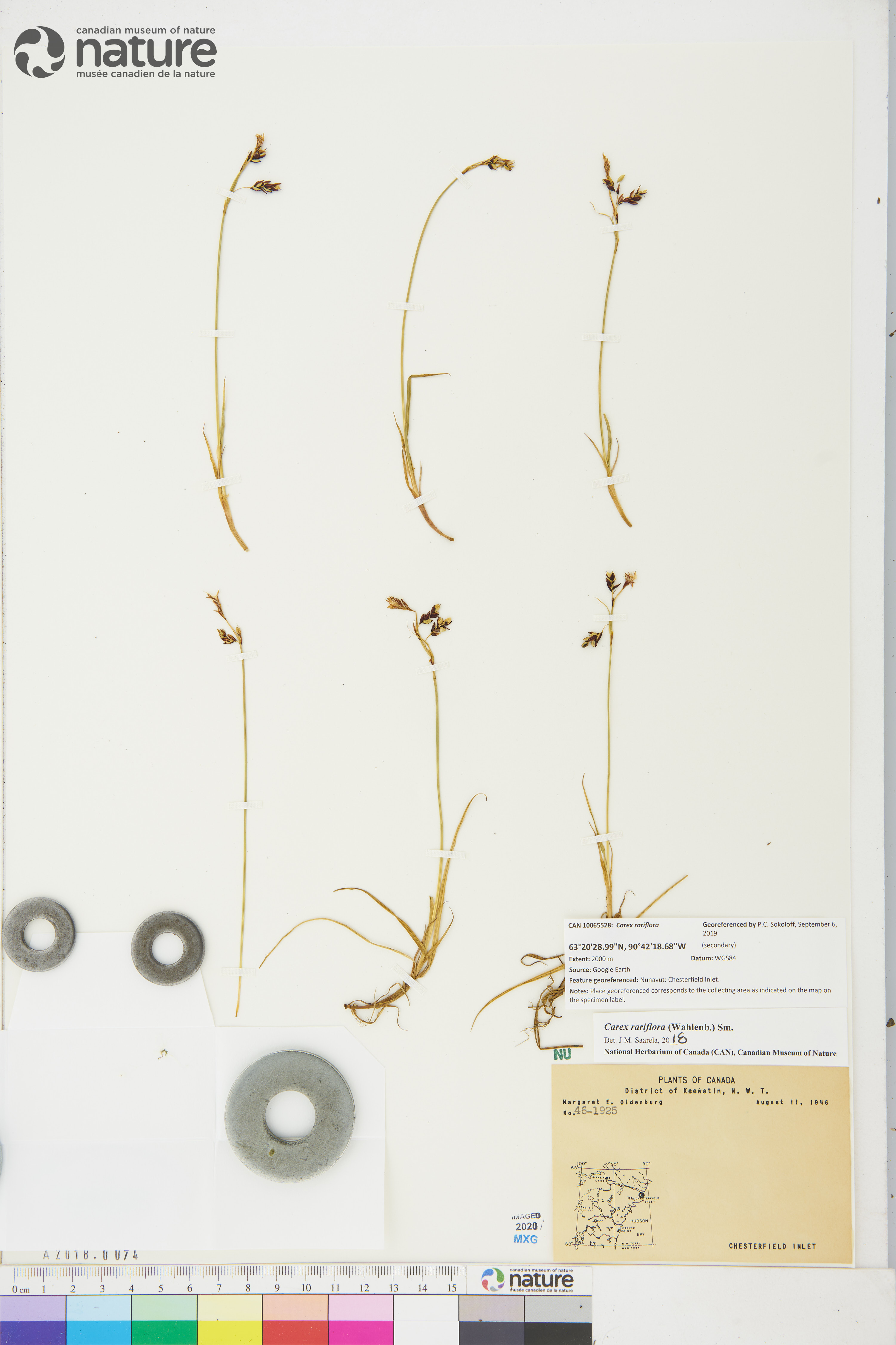 Carex rariflora image