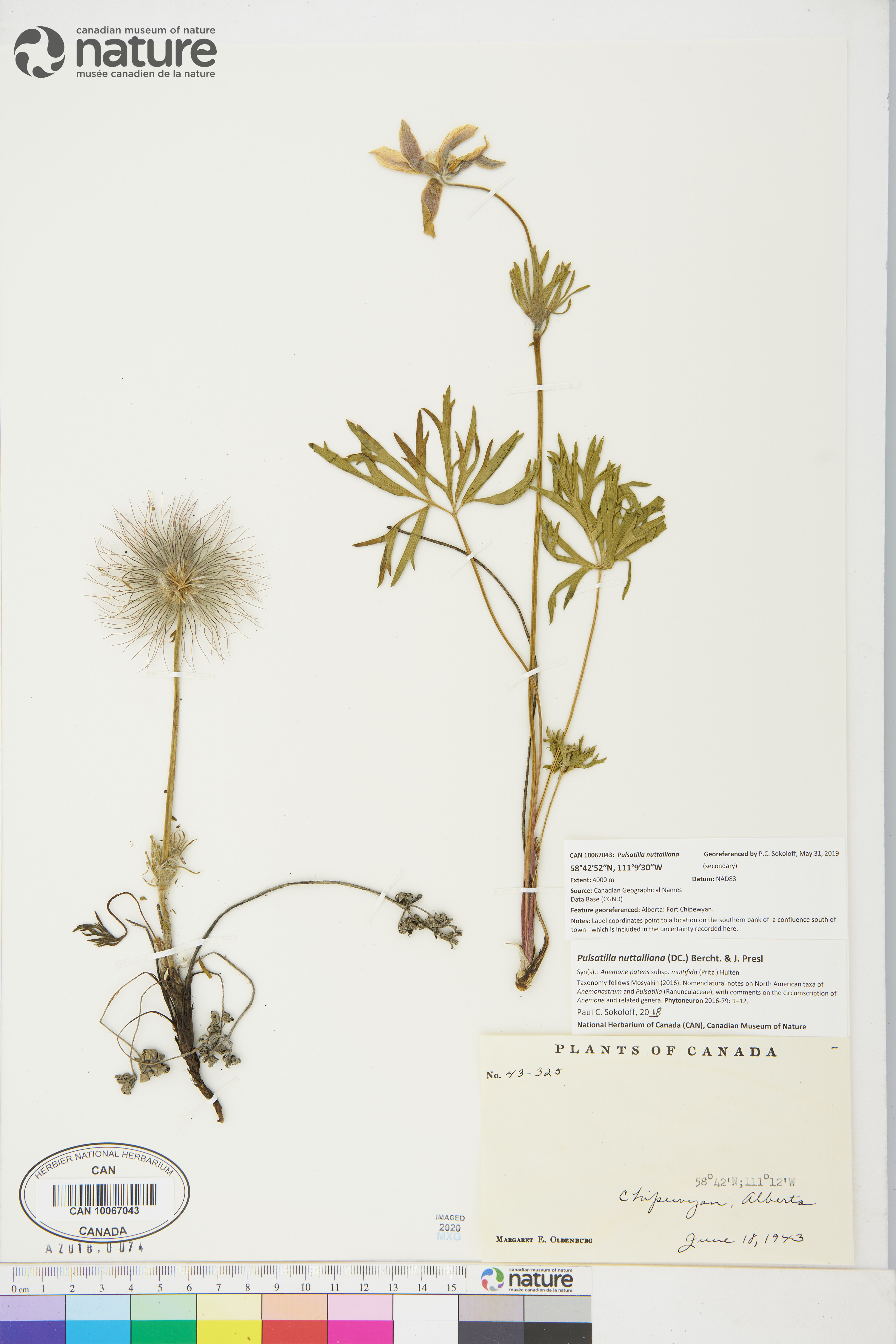Pulsatilla patens subsp. multifida image