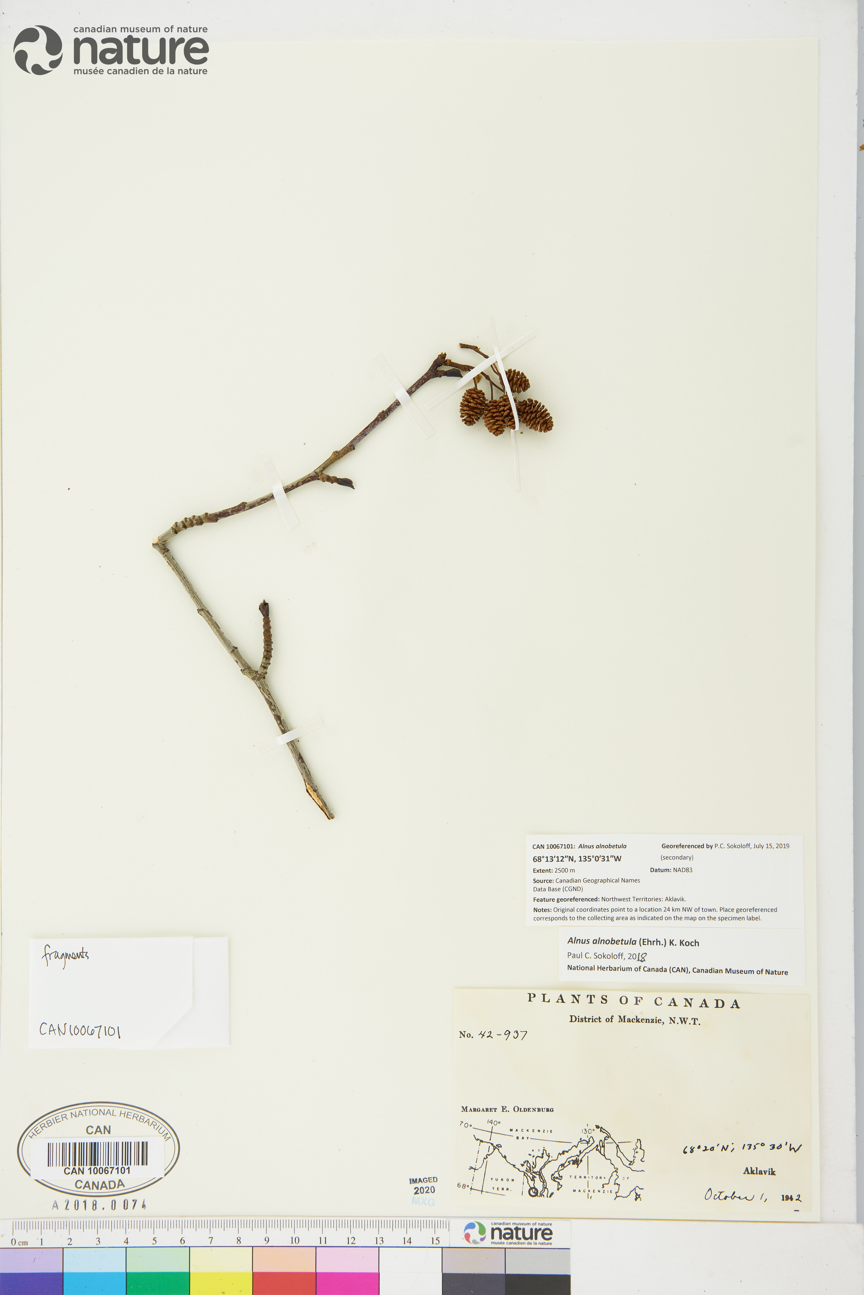 Alnus alnobetula image