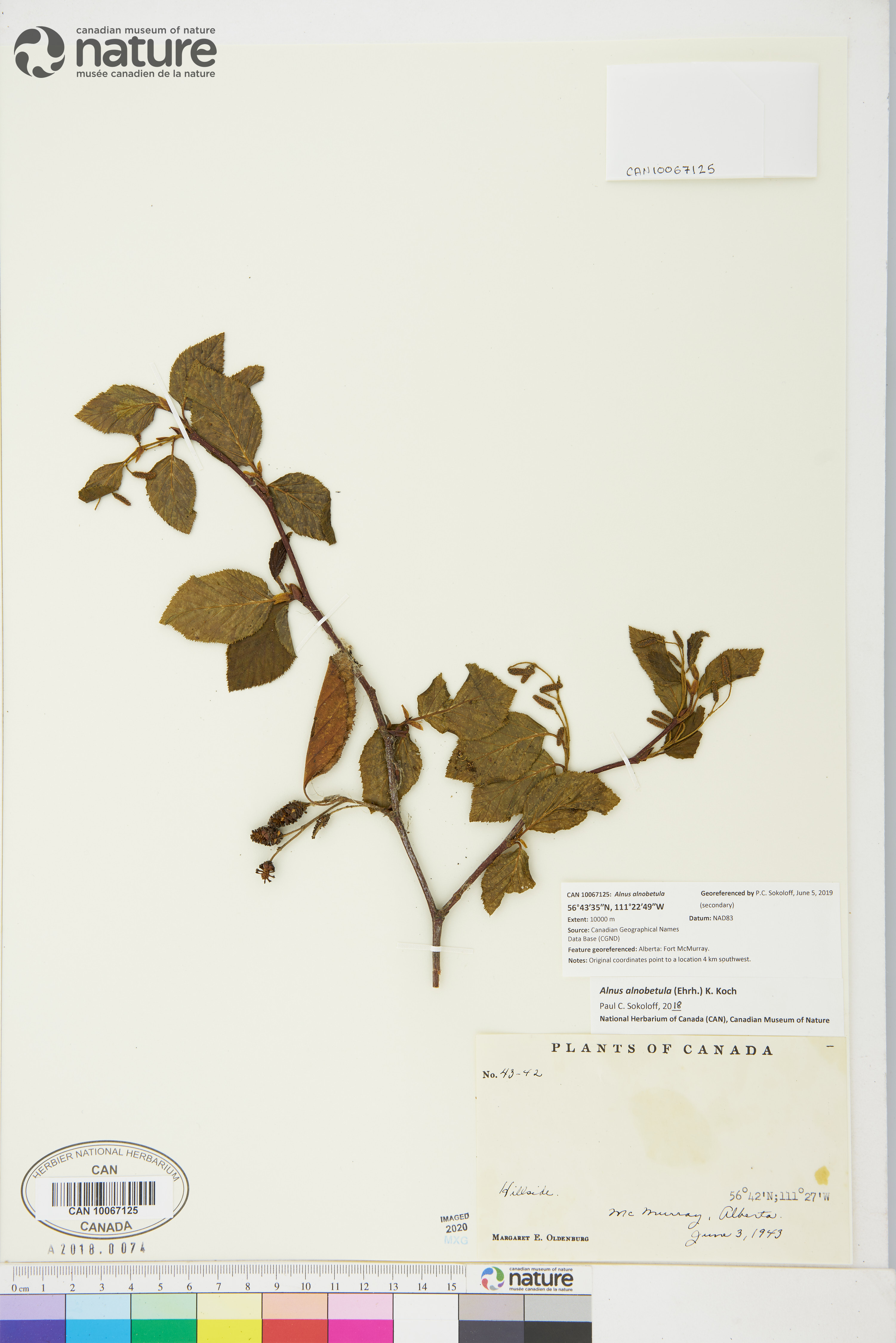 Alnus alnobetula image