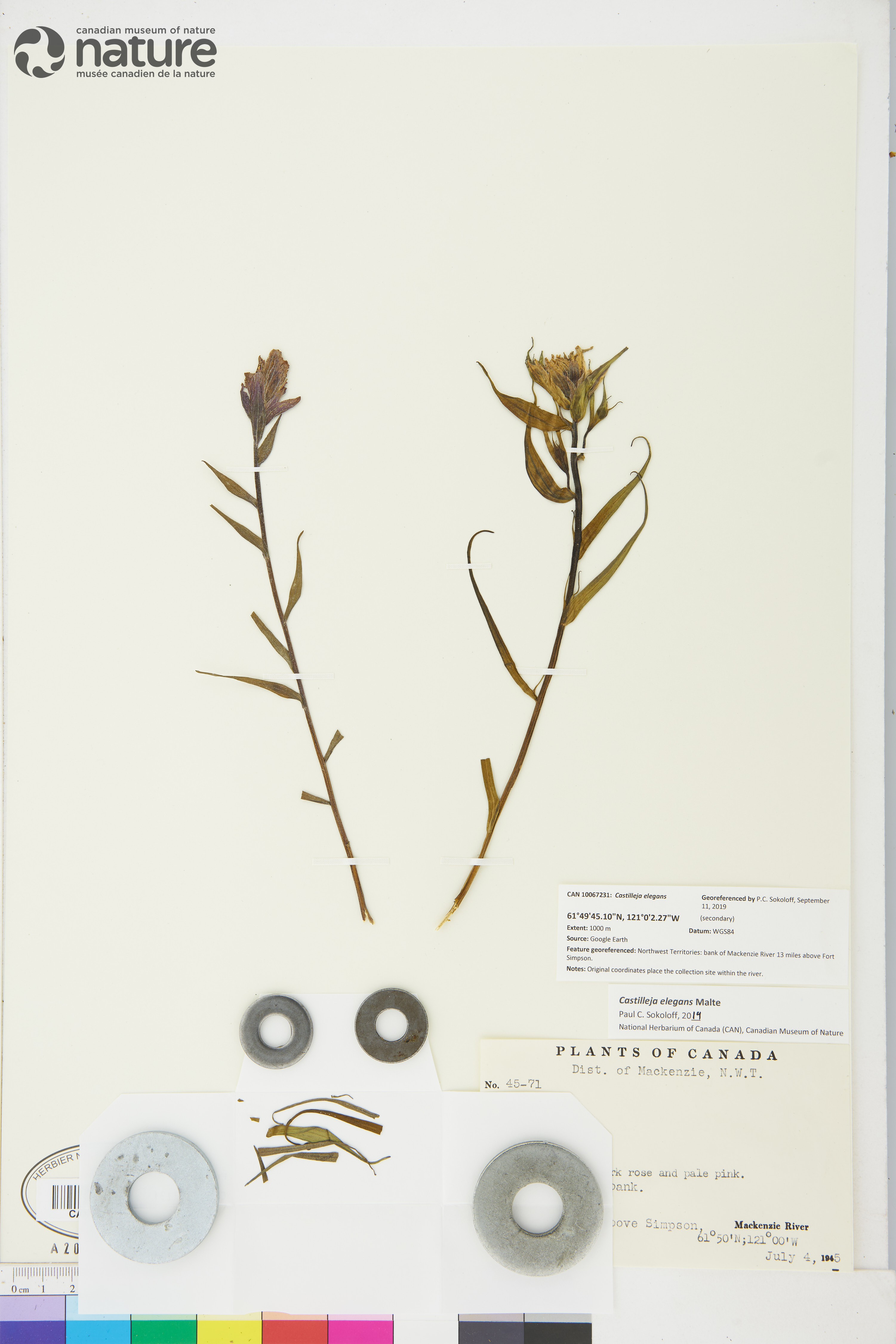 Castilleja elegans image