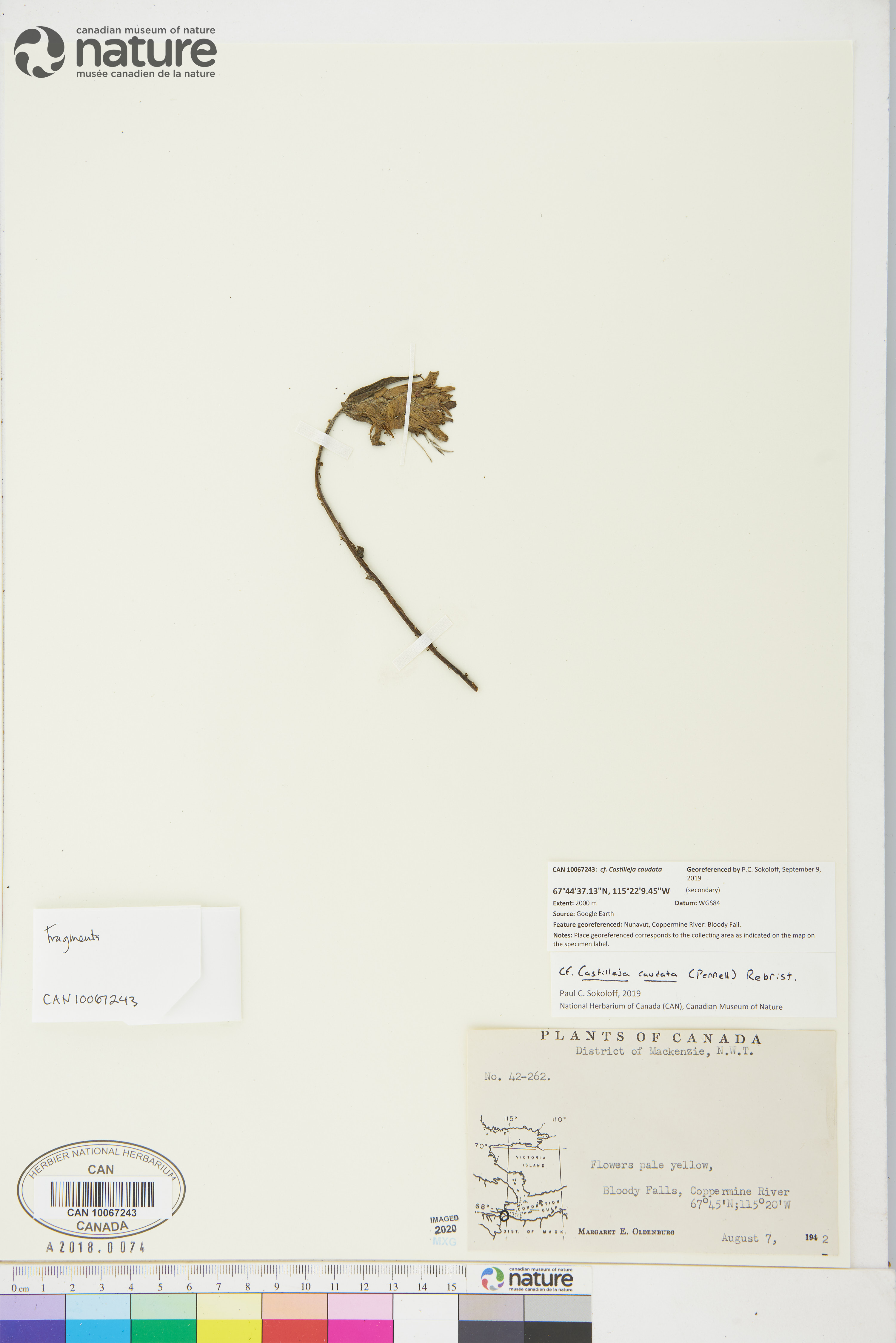 Castilleja caudata image