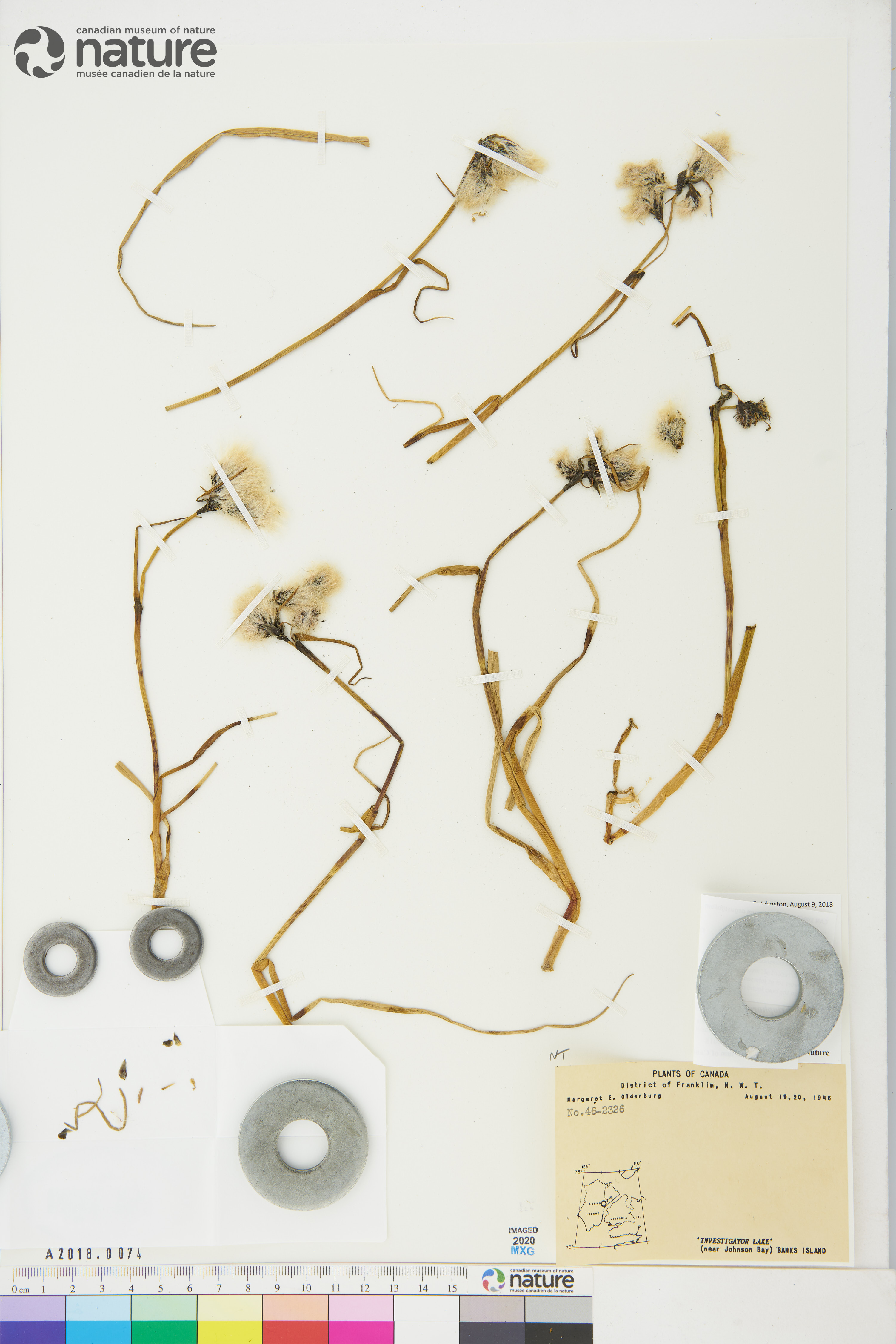 Eriophorum triste image