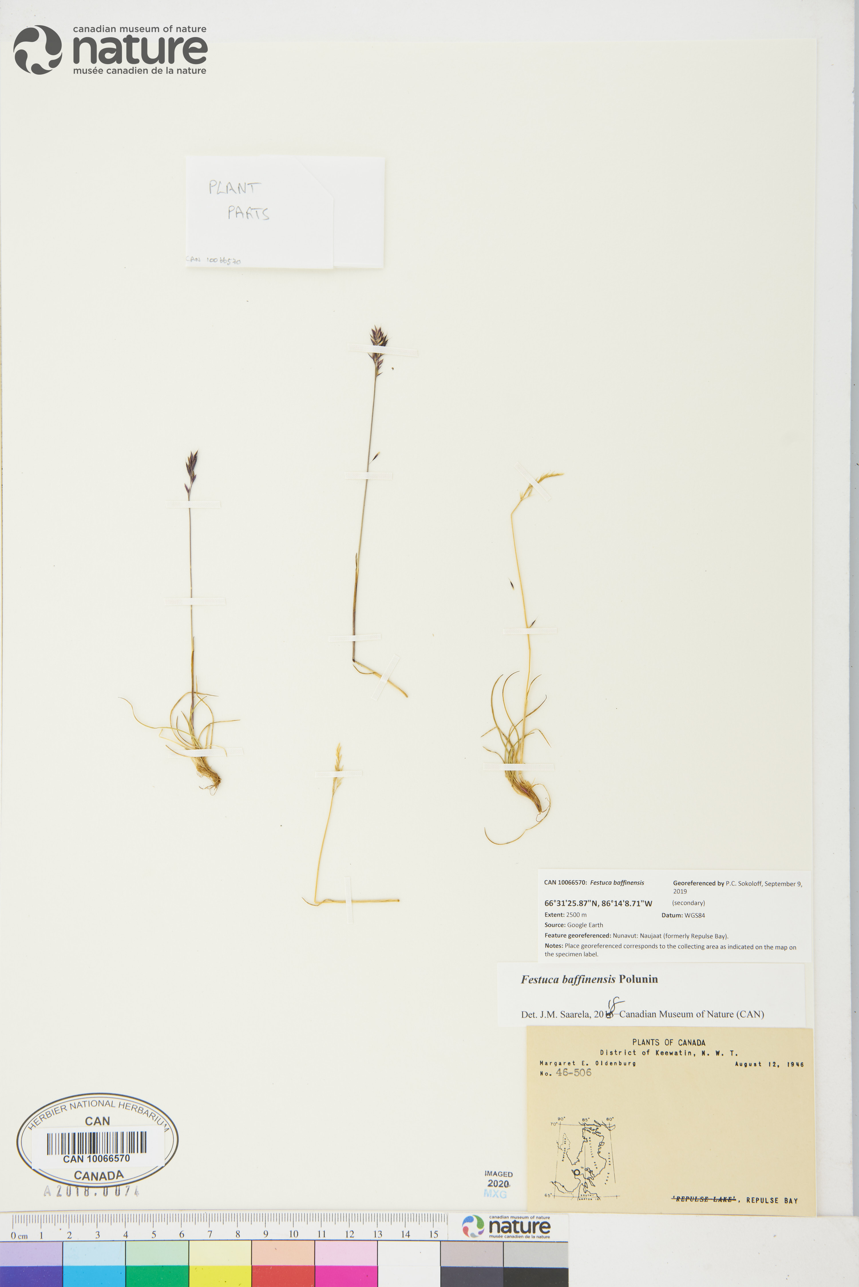 Festuca baffinensis image