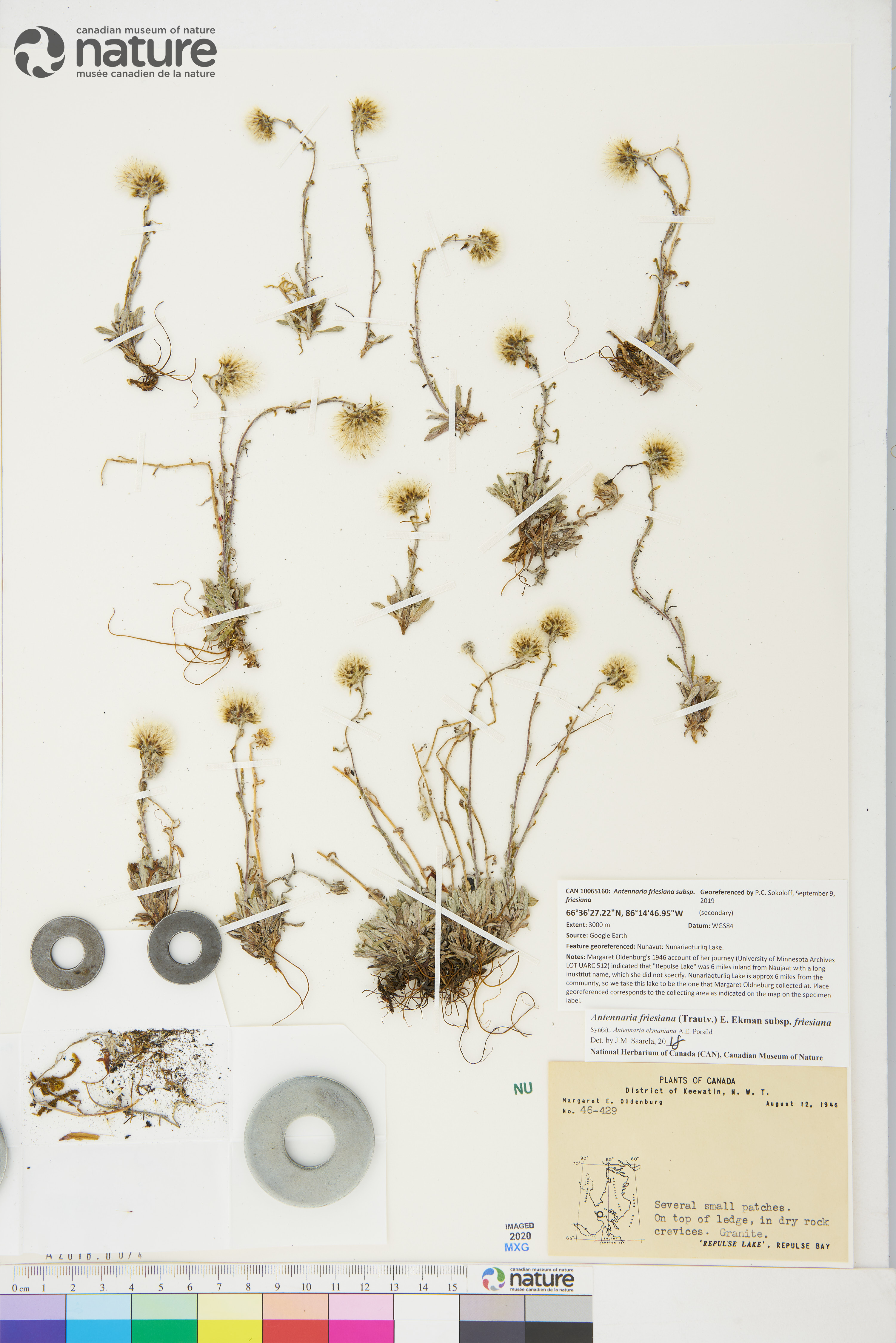 Antennaria friesiana subsp. neoalaskana image